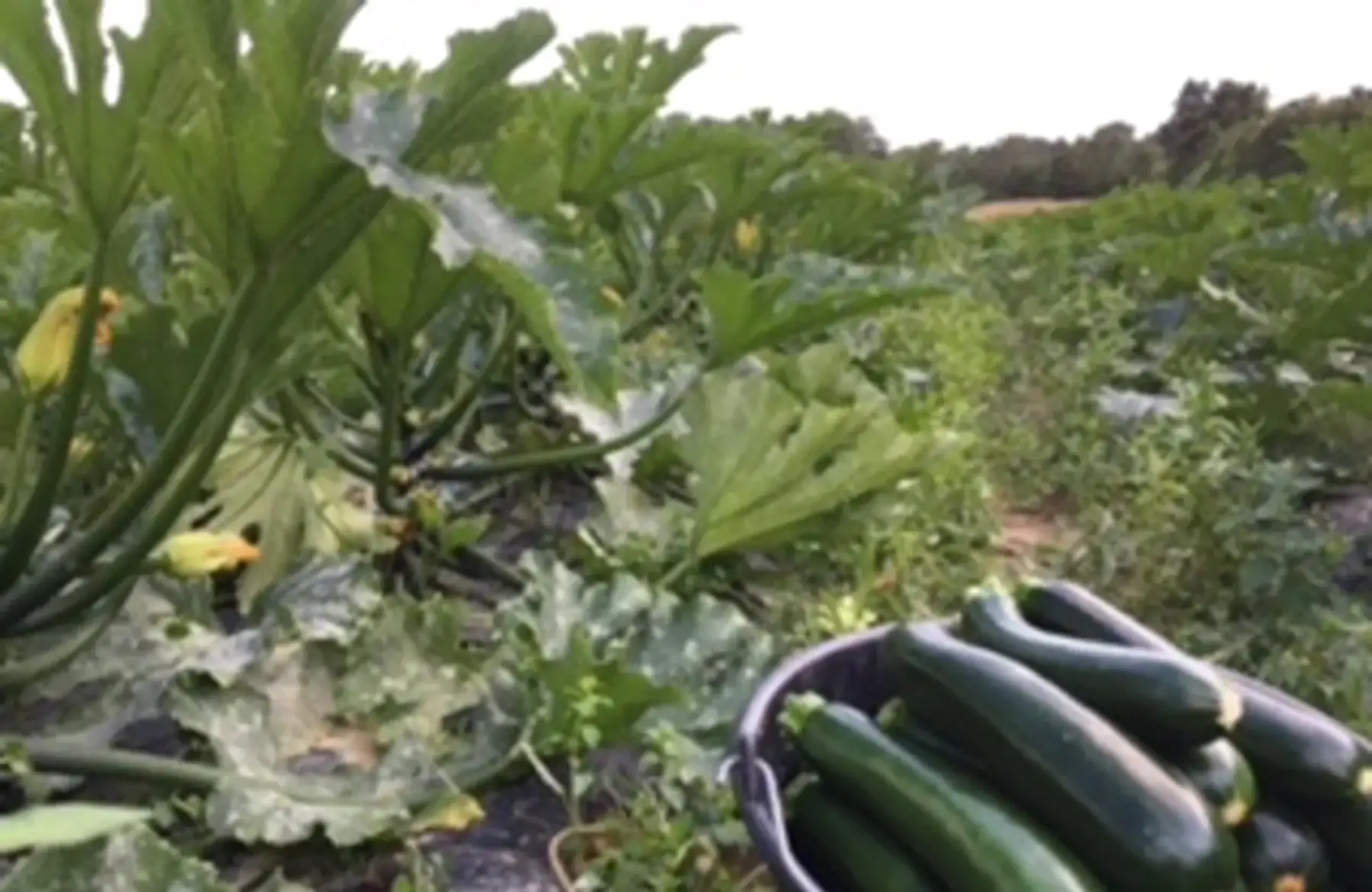 courgette longue (non hybride)