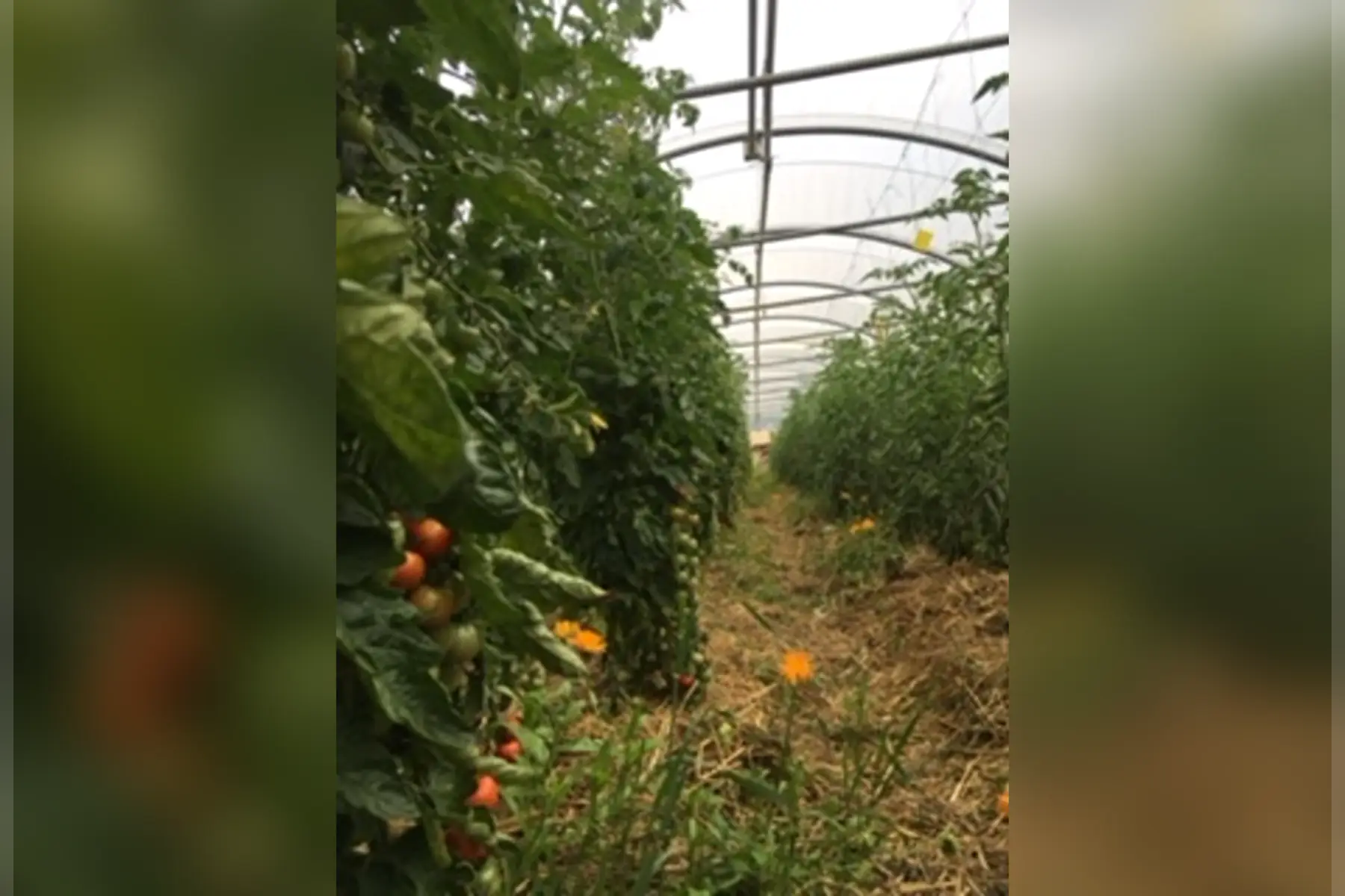 assortiment tomates ancienne