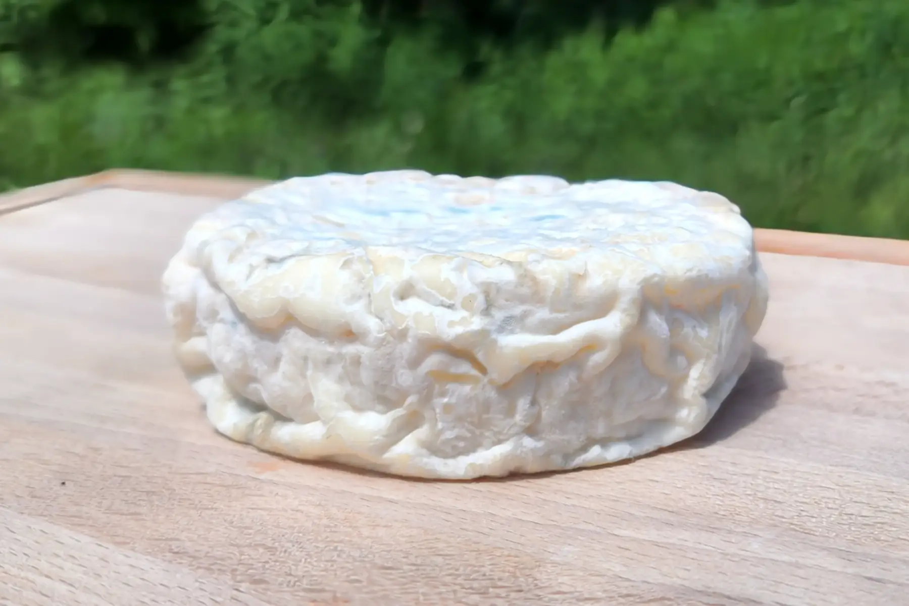 le petit blanc