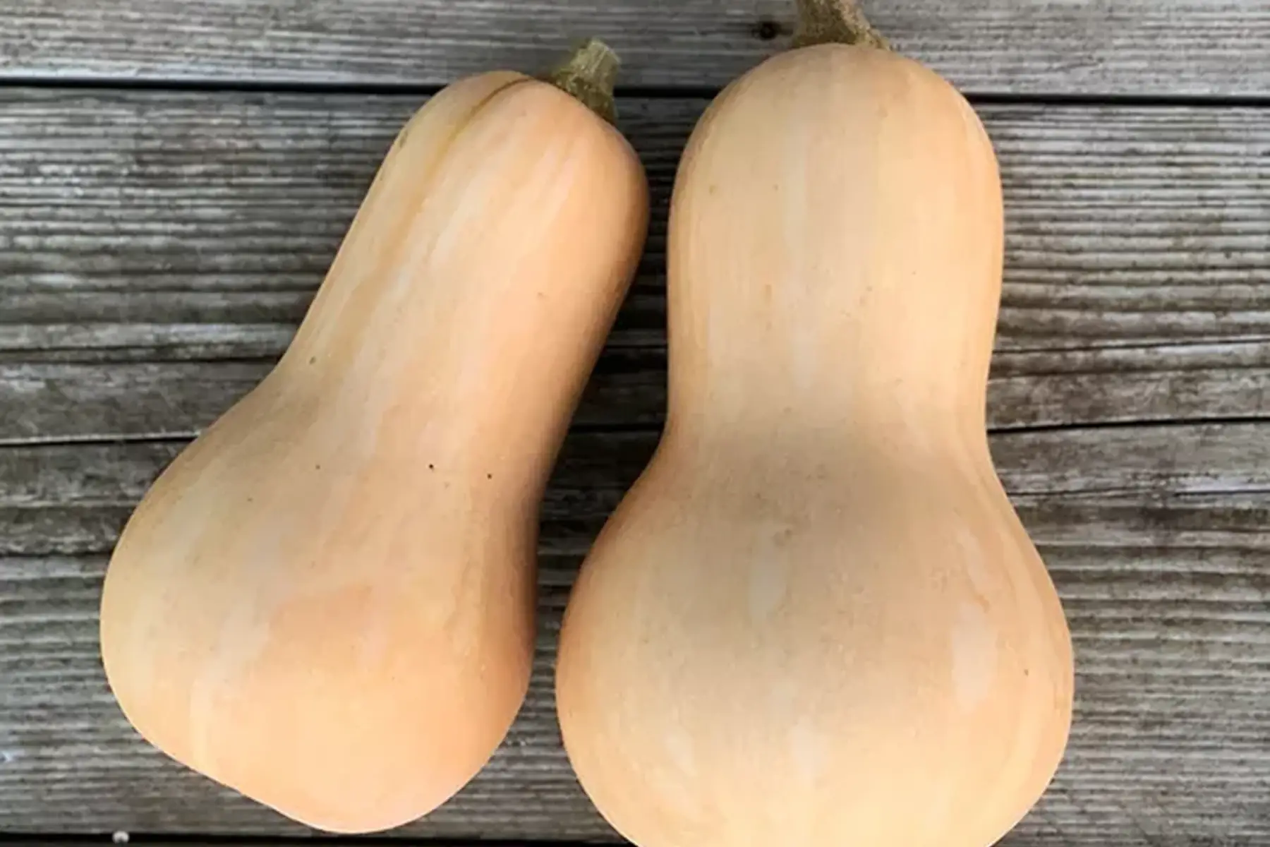butternut