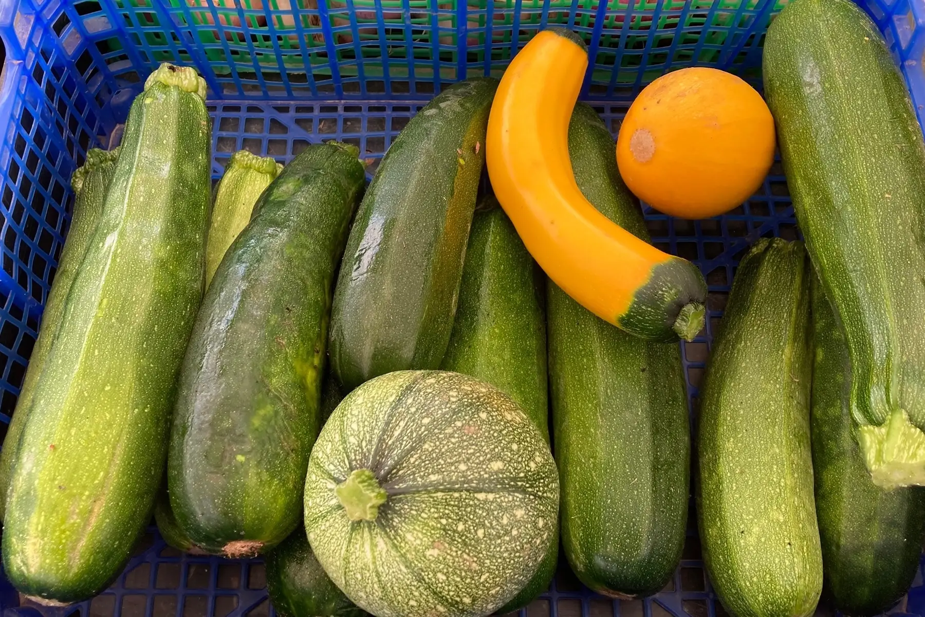 courgette