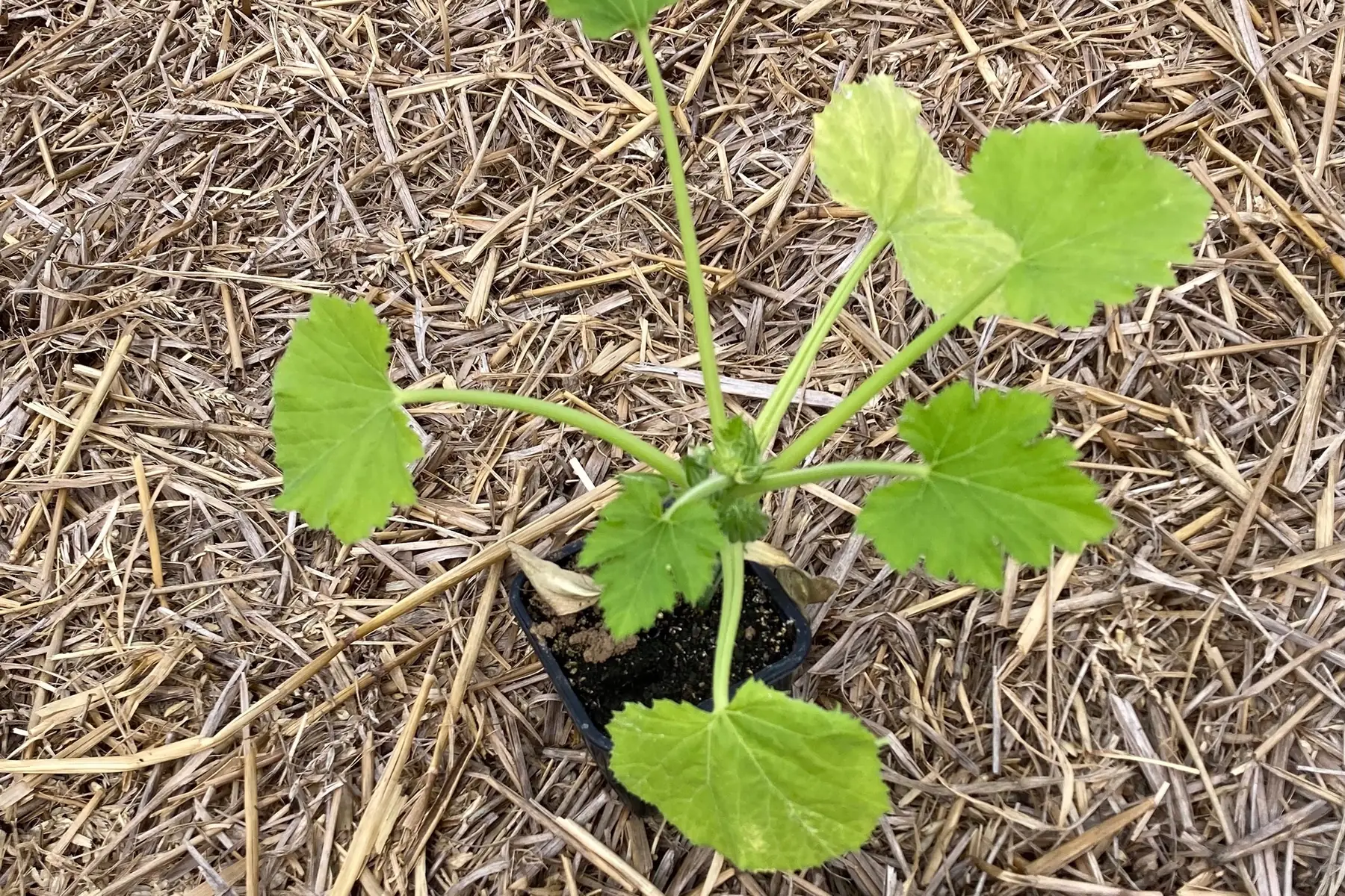 plant de courgette