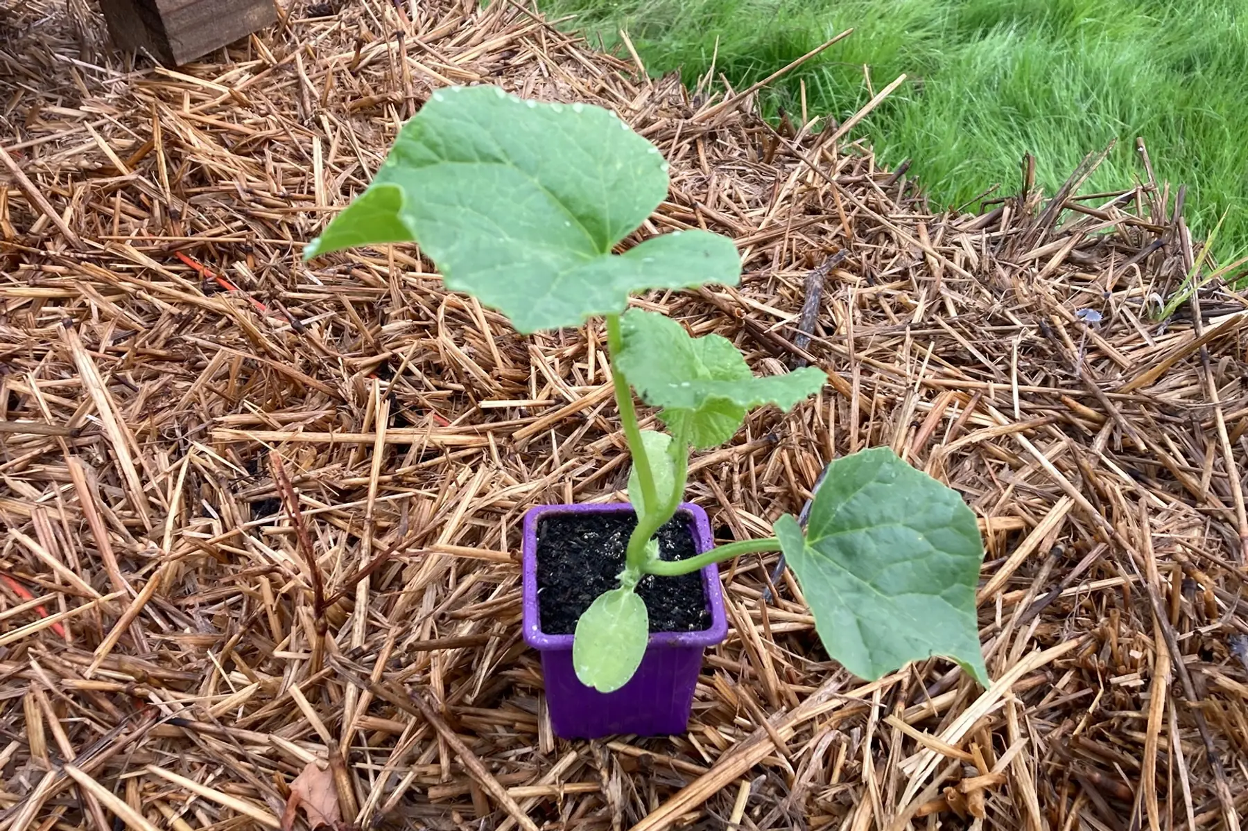 Le Panier à roulettes
