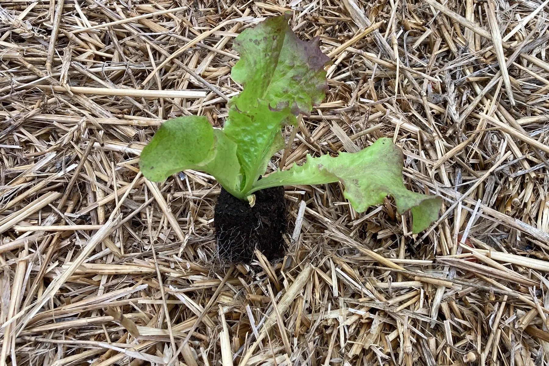 plant de salade grenobloise
