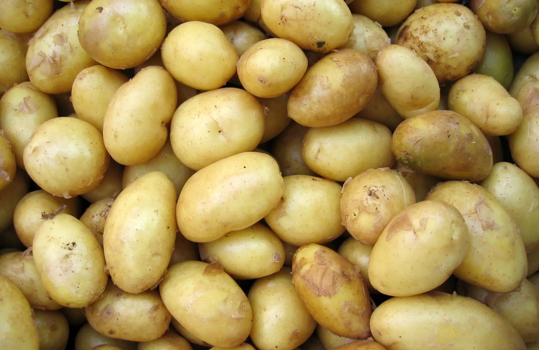 pomme de terre conservation