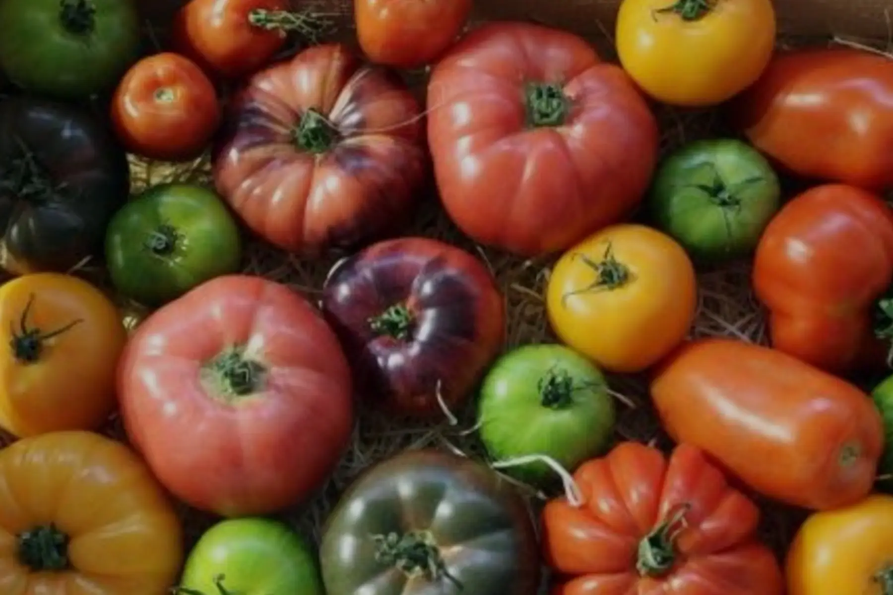 Tomates