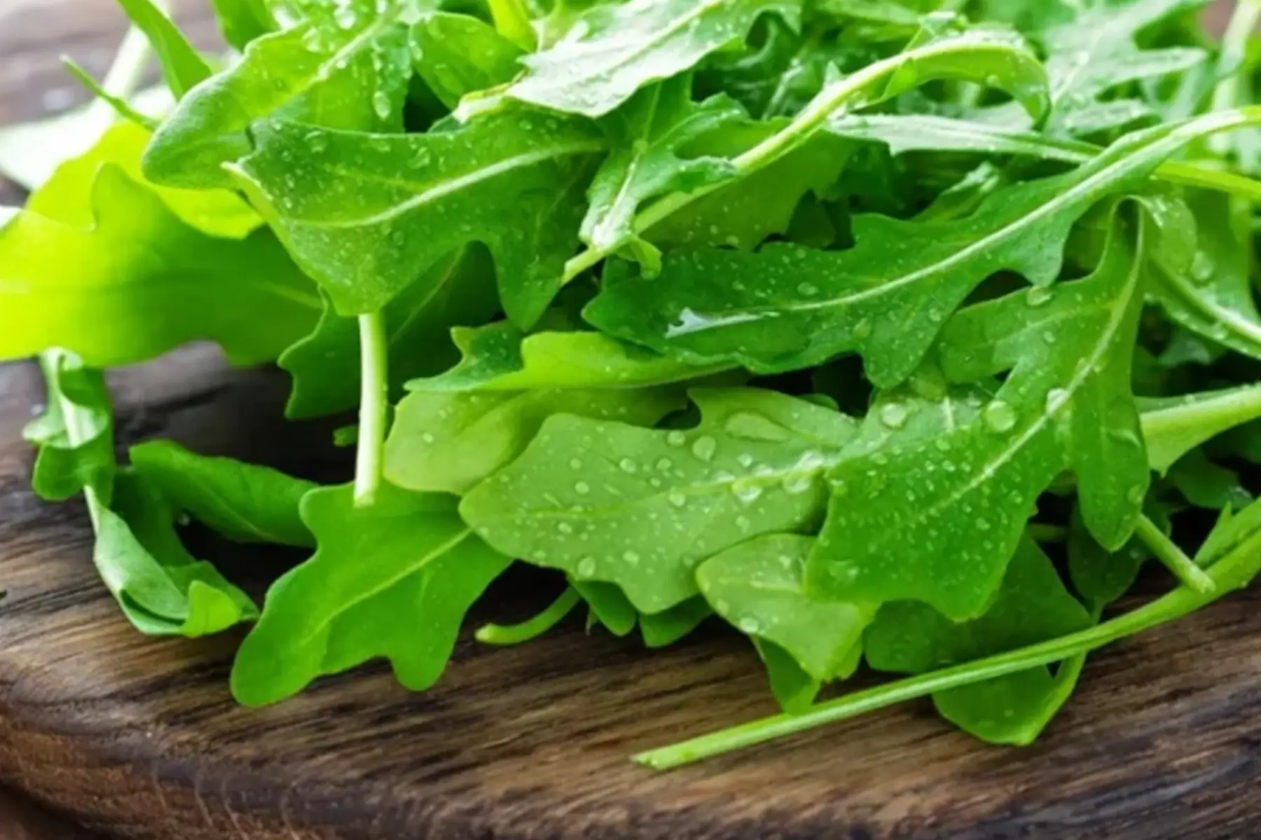 Roquette