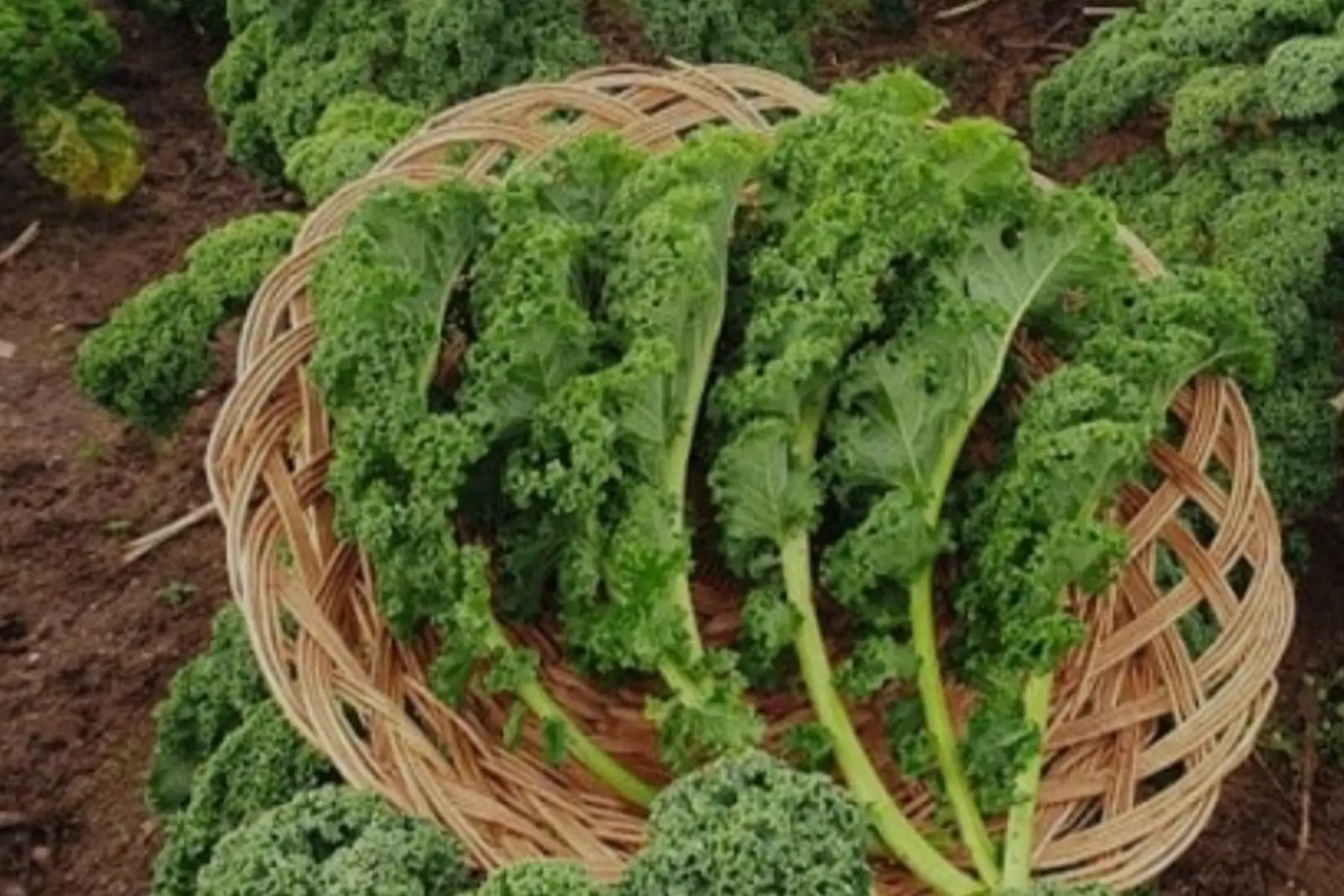 Chou kale vert frisé