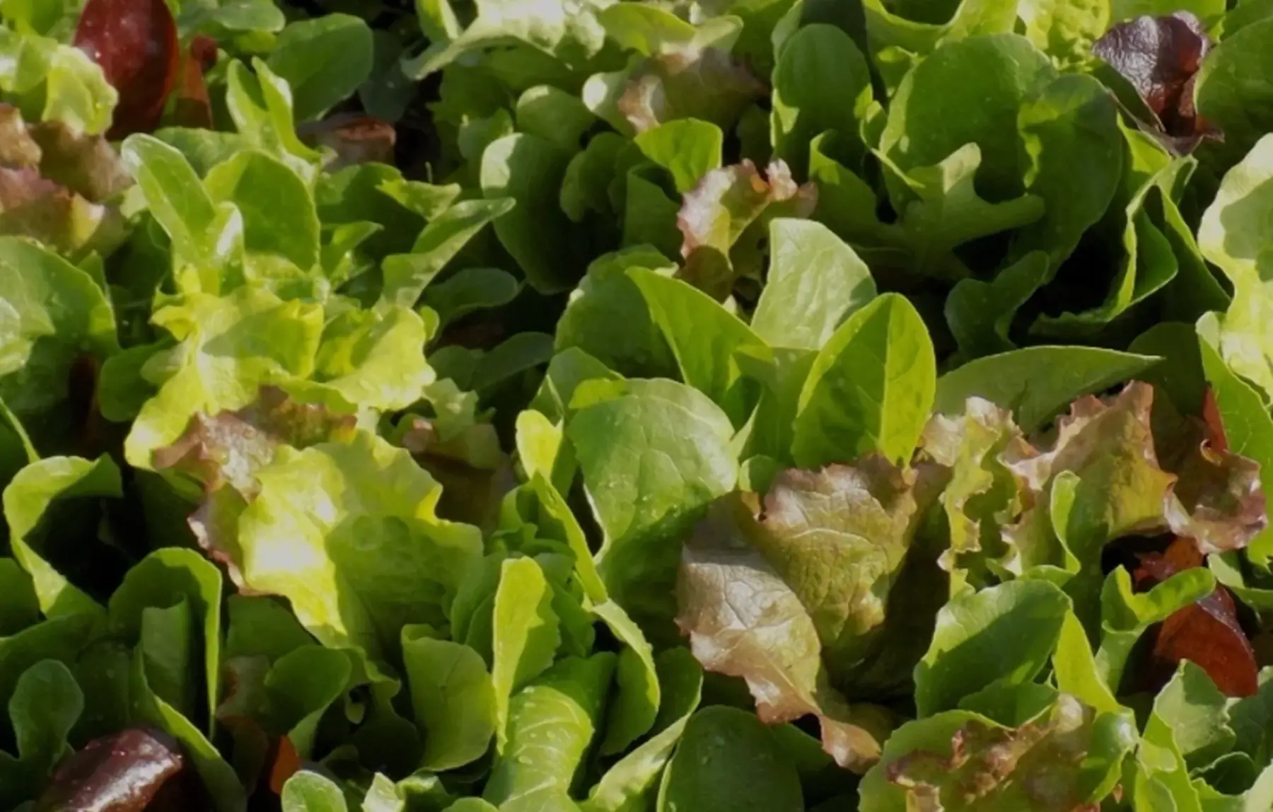 Mesclun