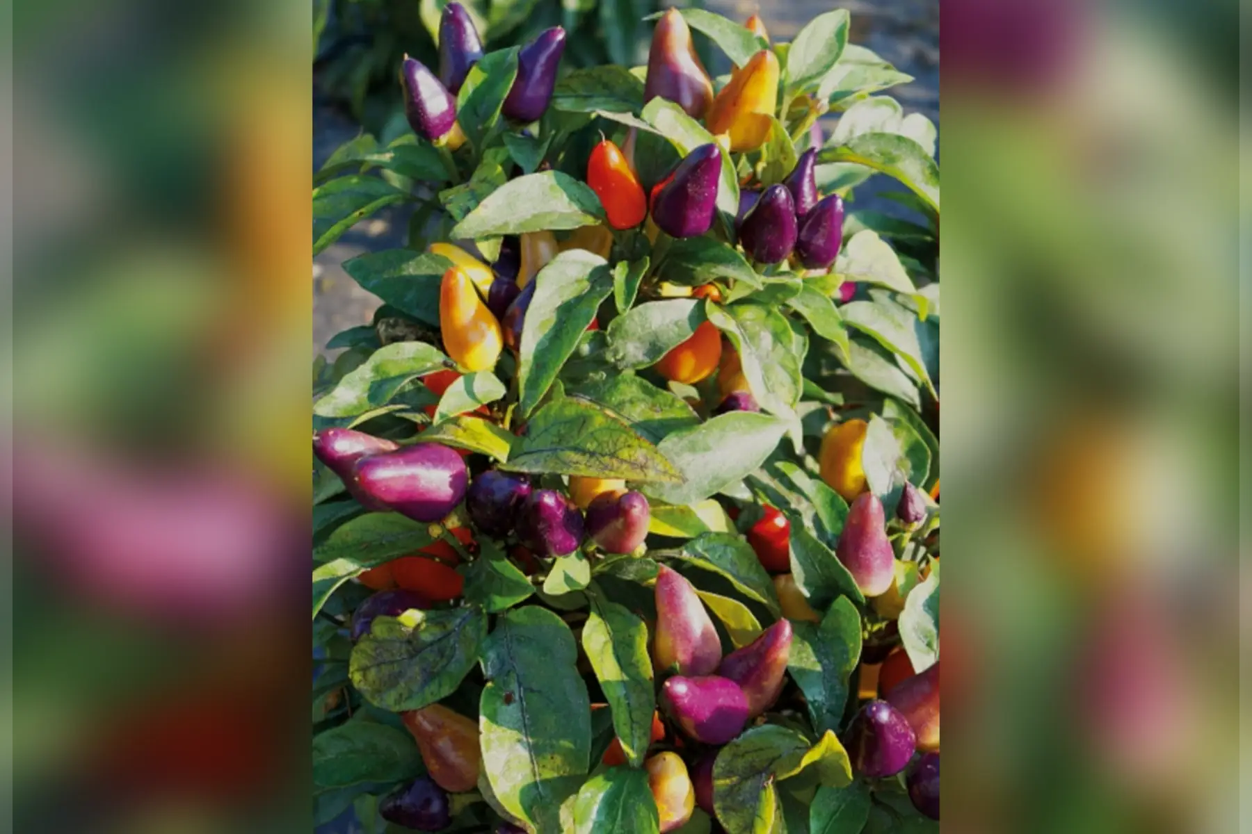 Piments Aurora