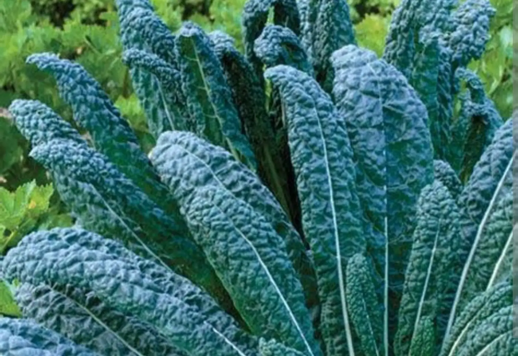 Chou kale noir