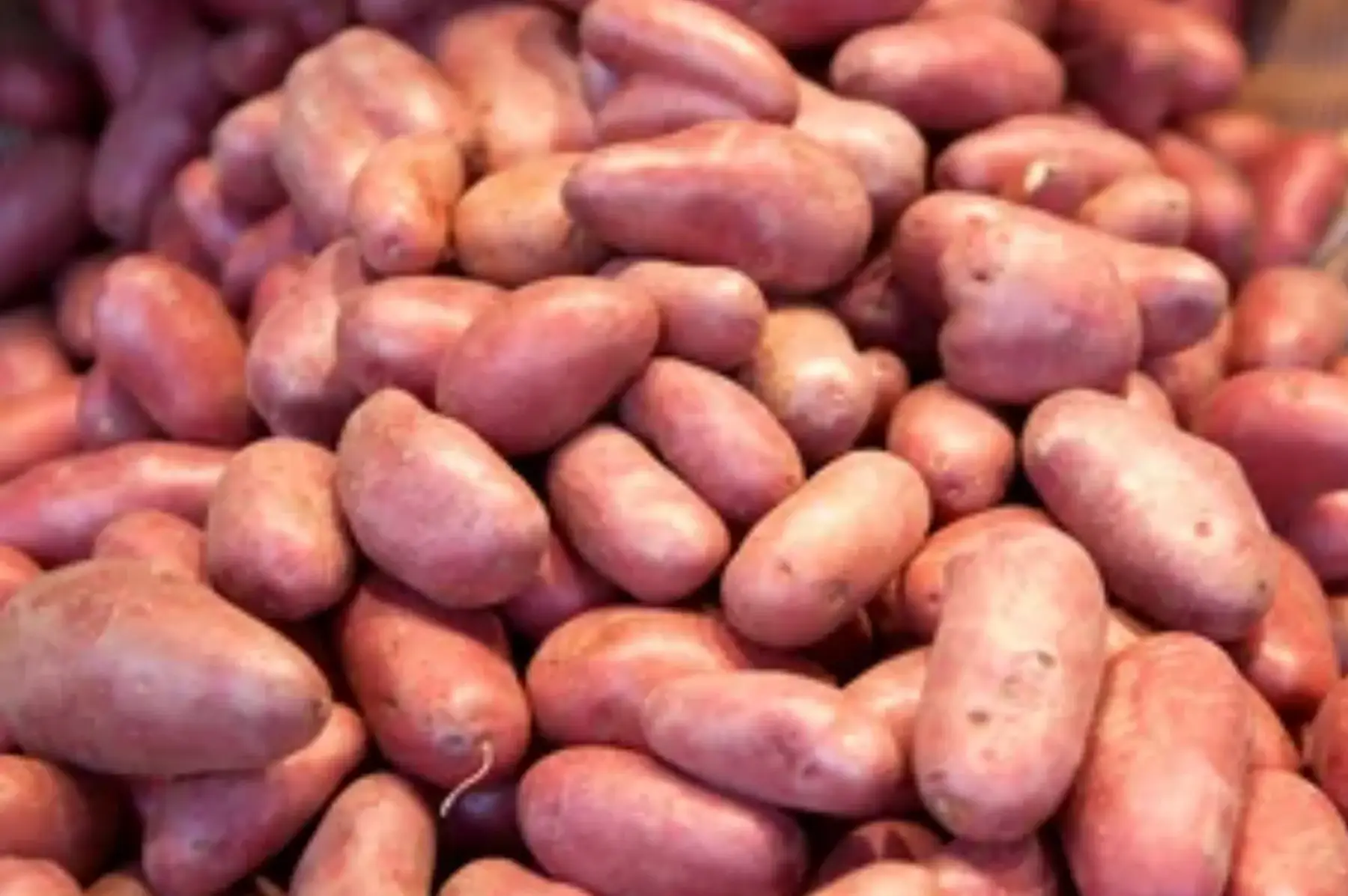 Pommes de terre