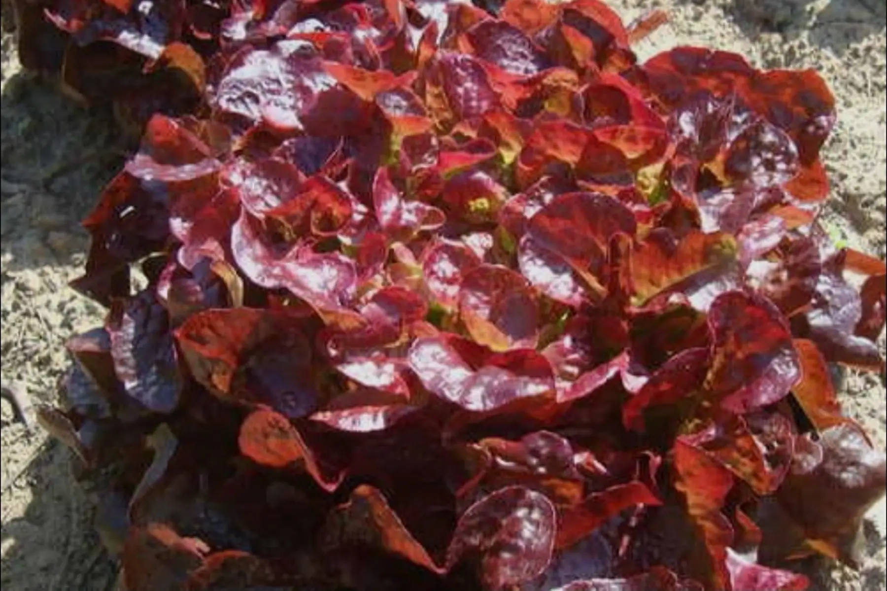 Feuilles de chêne rouges