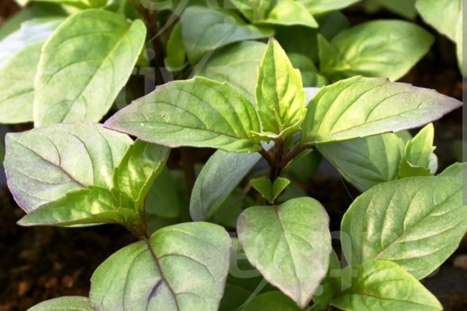 Bouquet de Basilic thaï