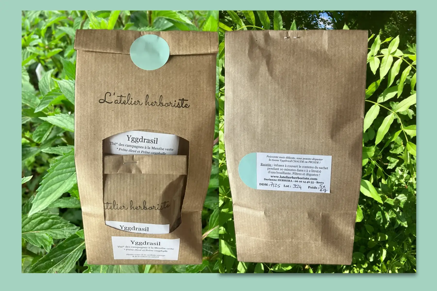 yggdrasil : frêne à la menthe verte