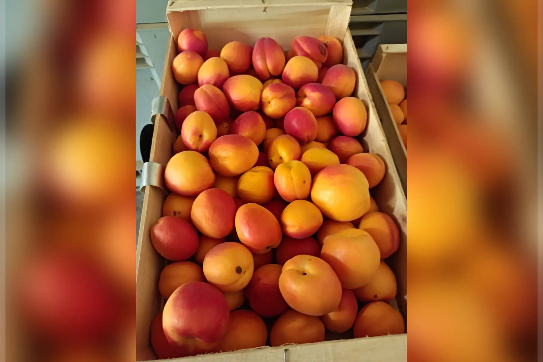 swireds spécial conserves plateau de 5kgs