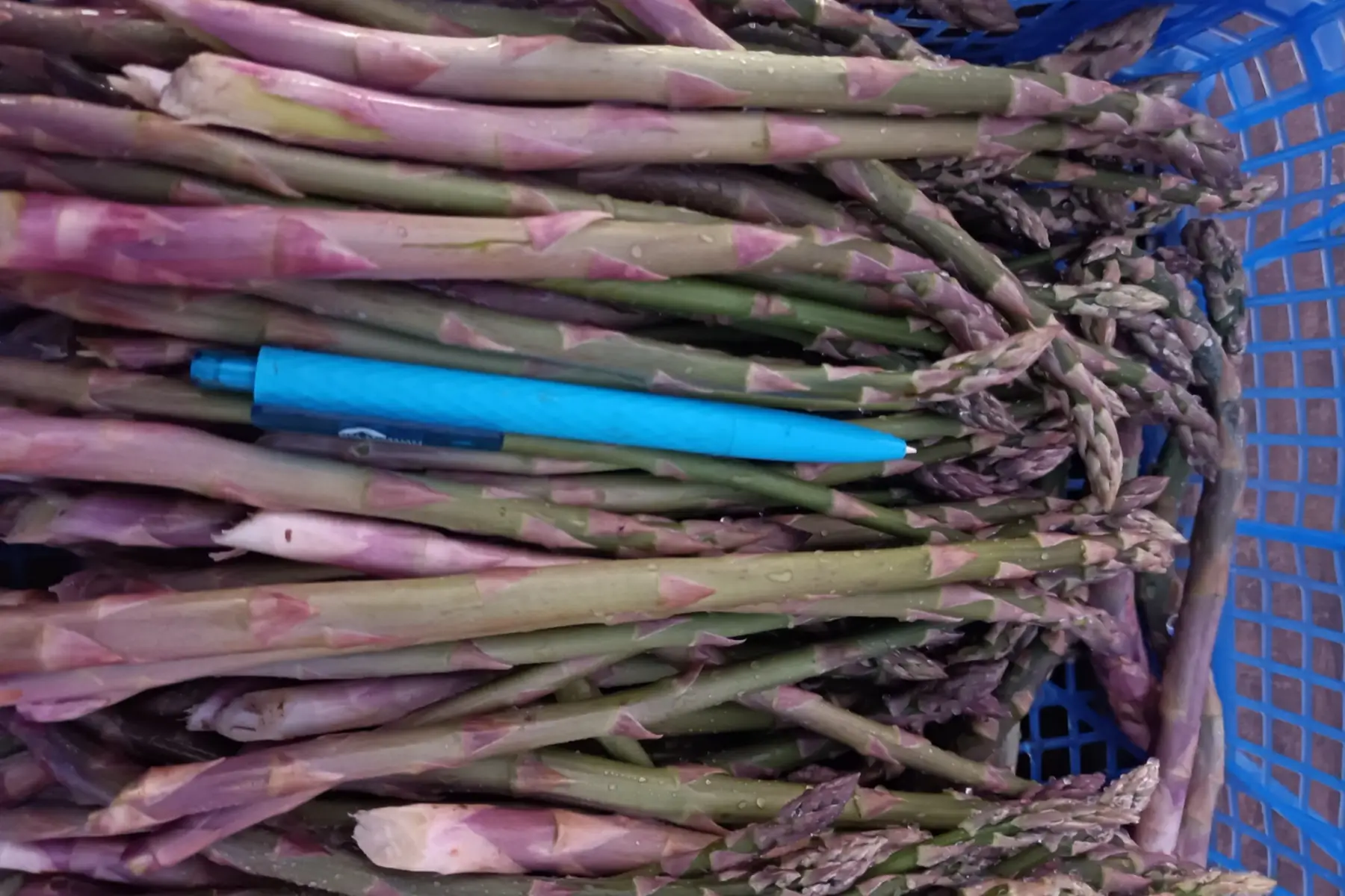Asperges vertes fines 500g