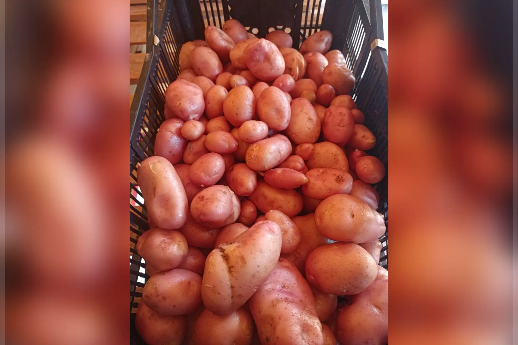 pommes de terre nouvelles primeur