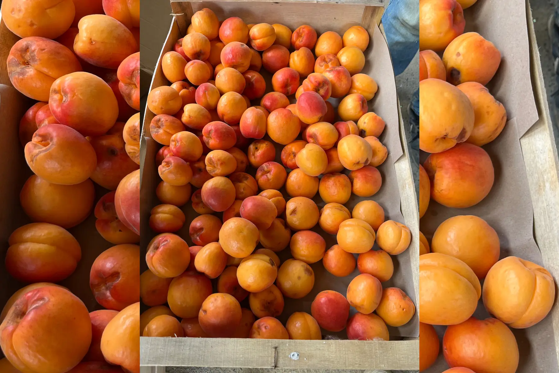 Abricots a confiture