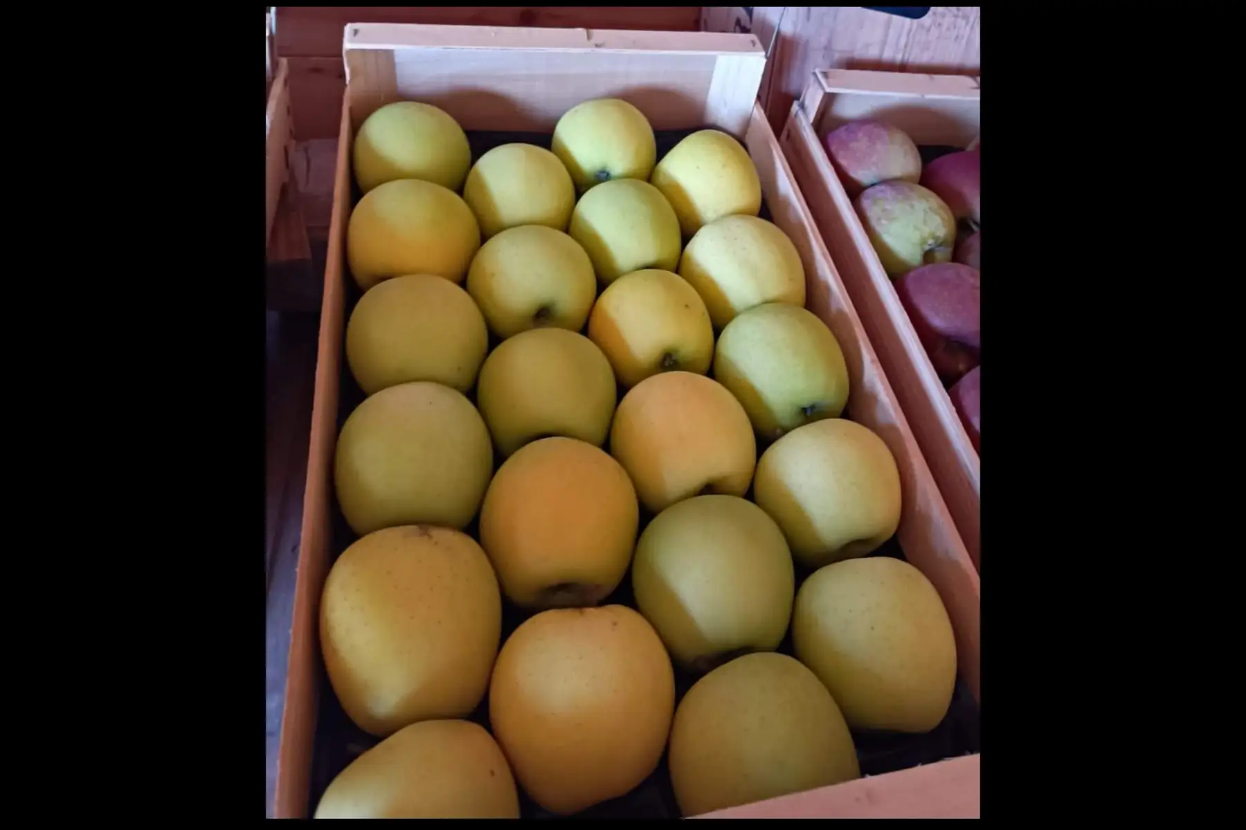 Plateau pommes Goldens