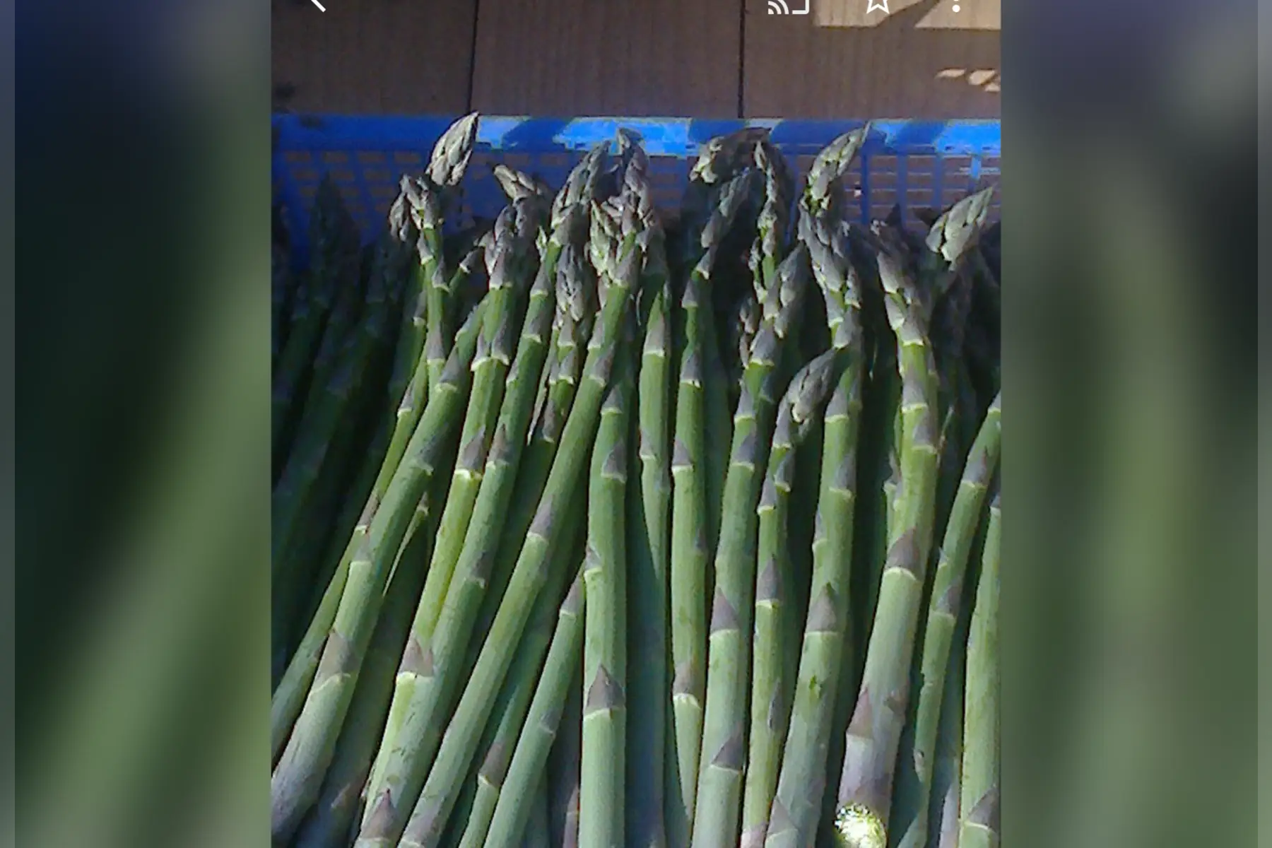 Asperges vertes fines 1kg