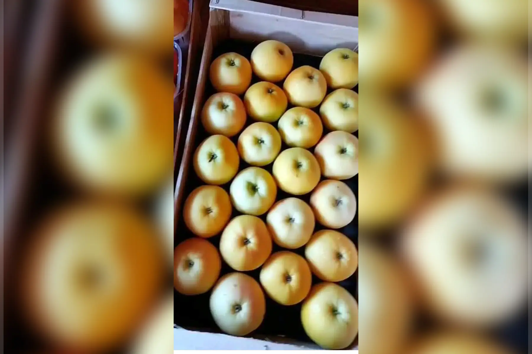 Plateau de pommes lafayette sans traitement tavelure