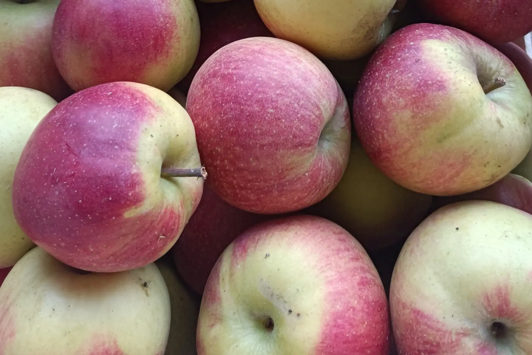 Pommes Galiwas sans traitement tavelure