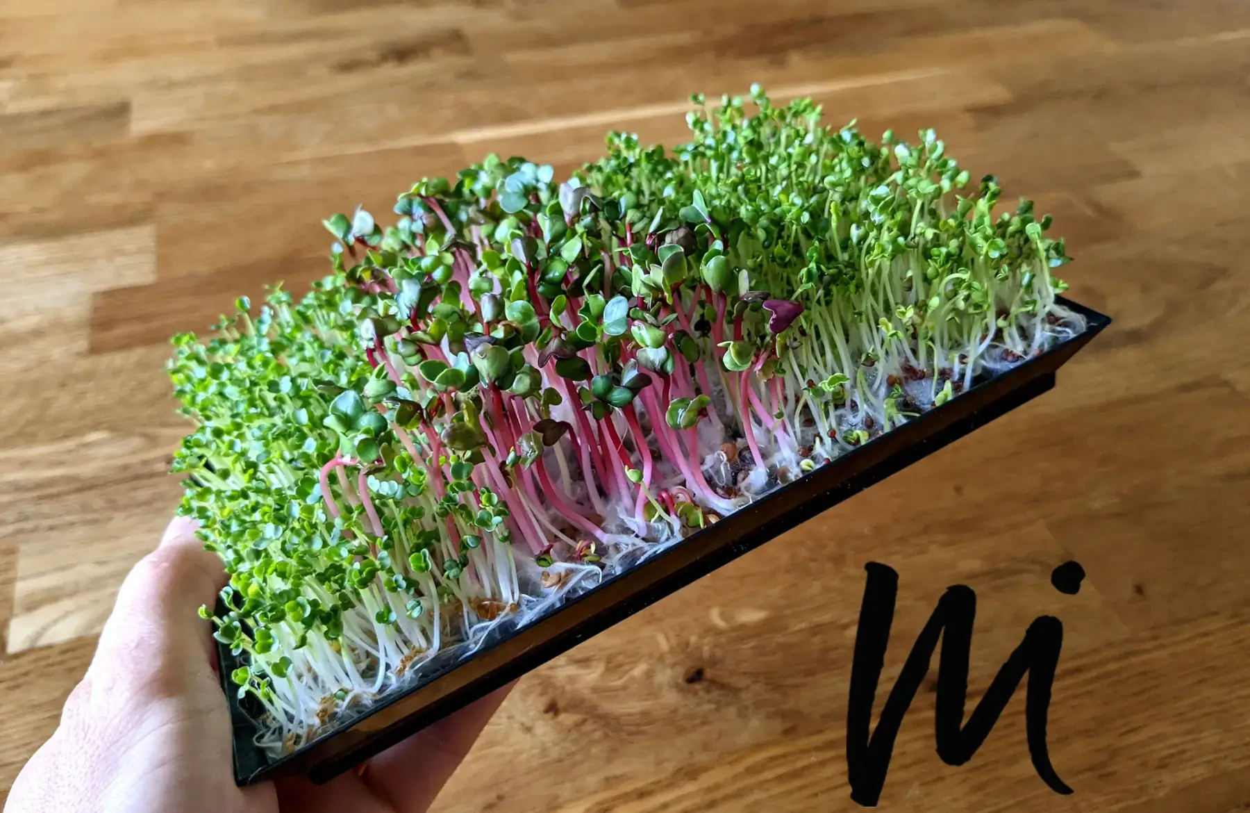 trio de micro-pousses