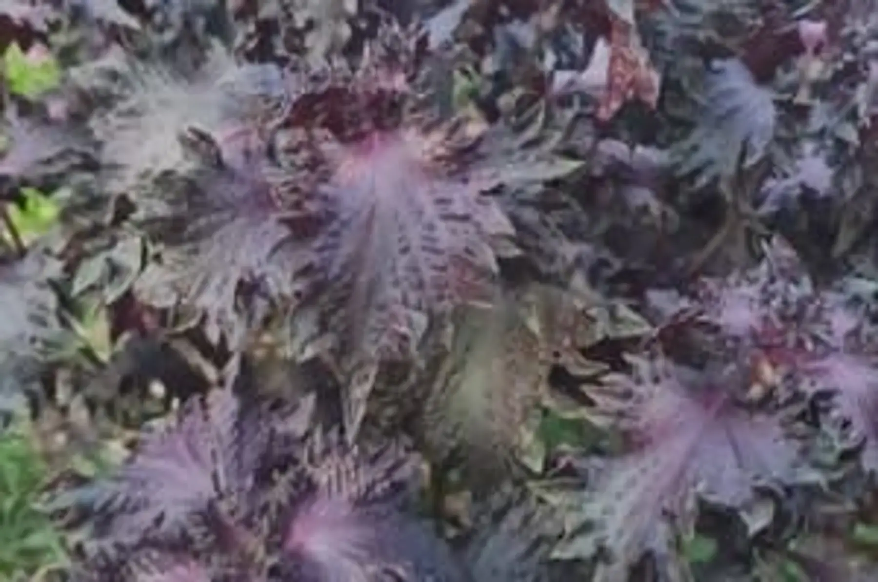 shiso