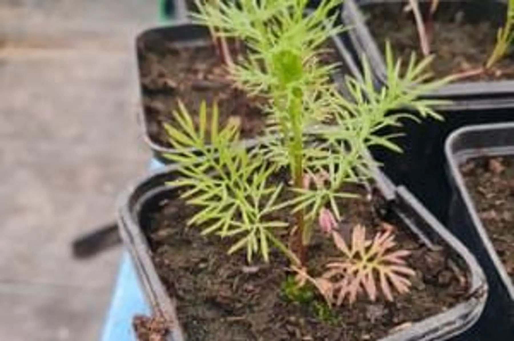 plant nigelle de damas