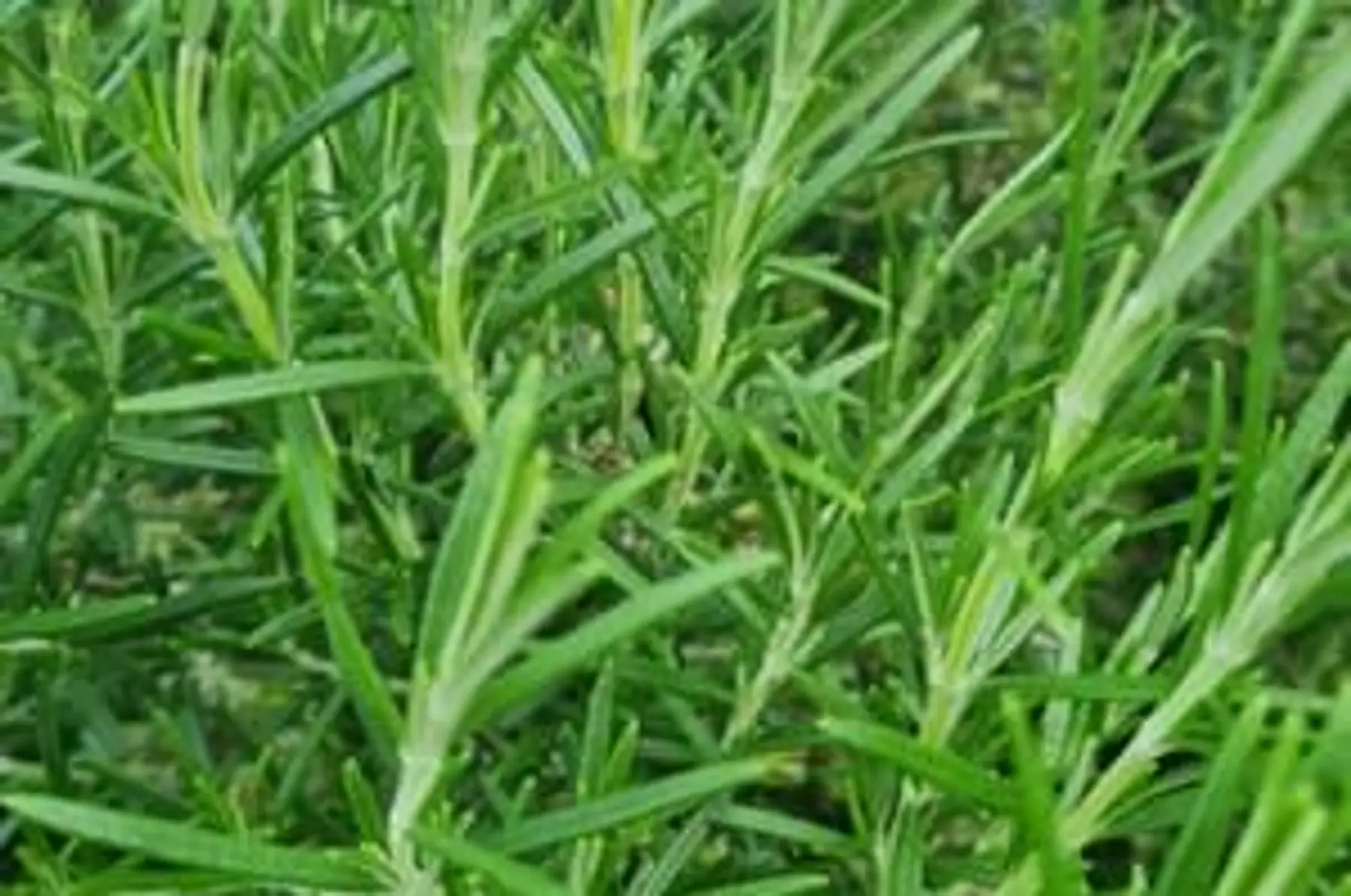 LES JARDINS DE LOUISE