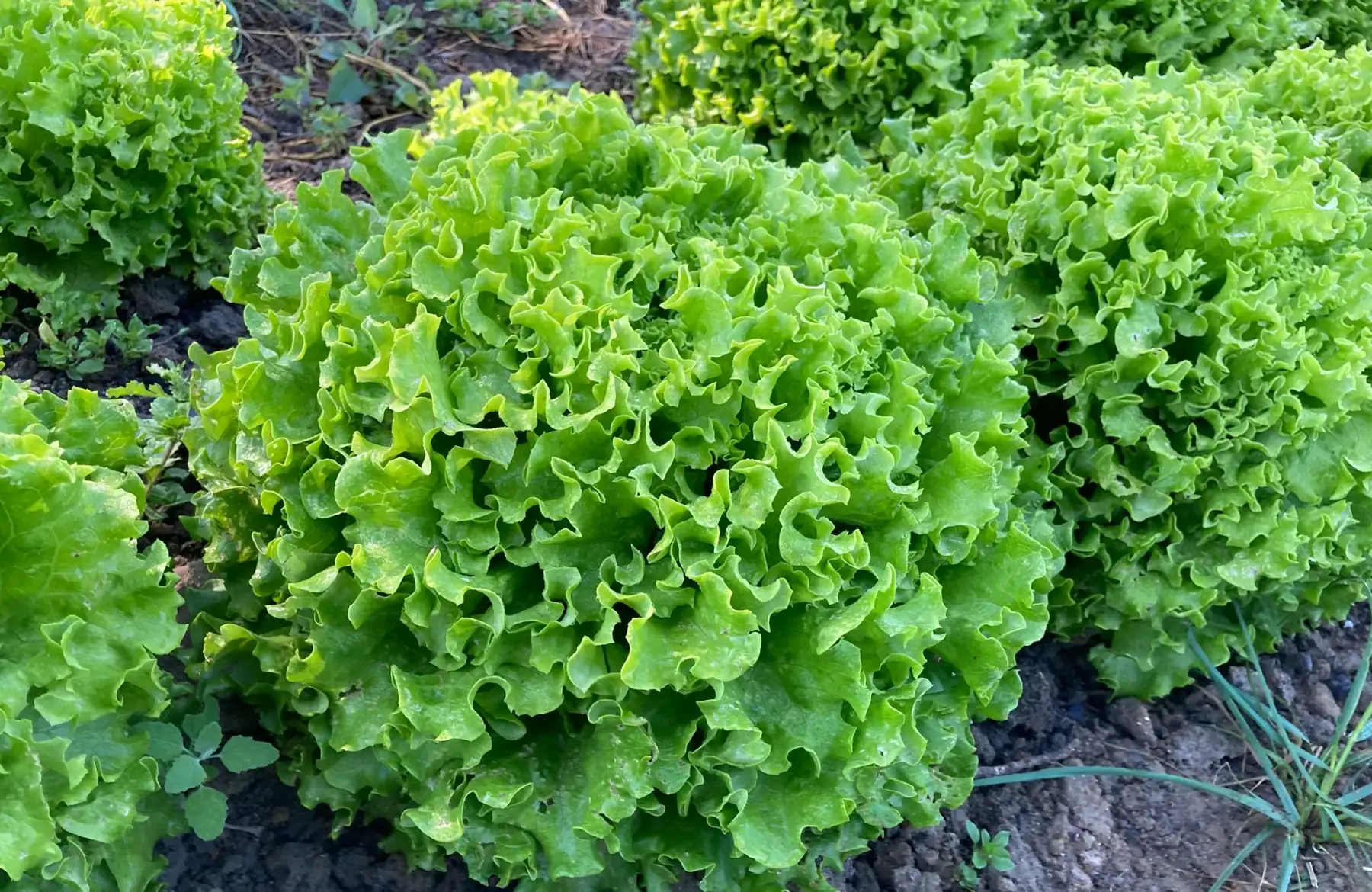 salade batavia blonde