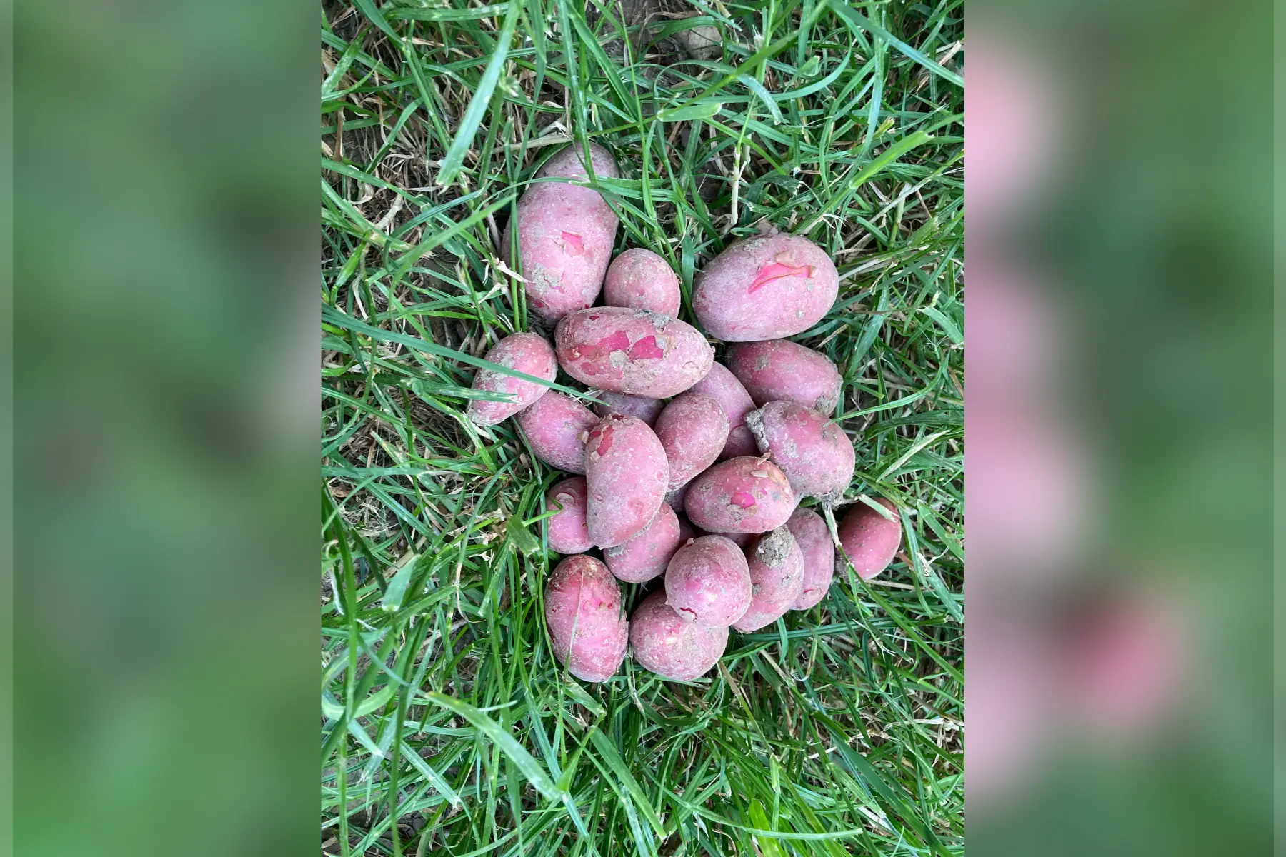 pommes de terre primeur - variété alouette