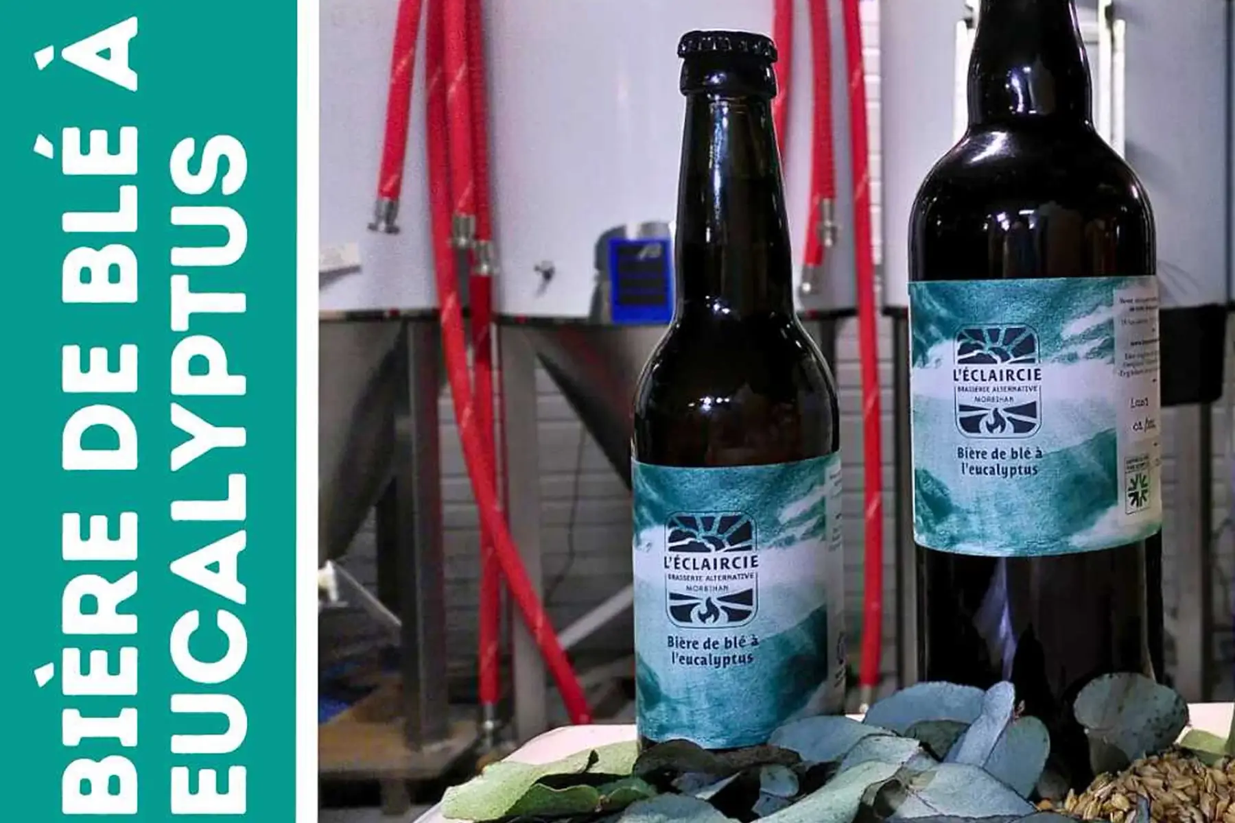 bière de blé à l'eucalyptus