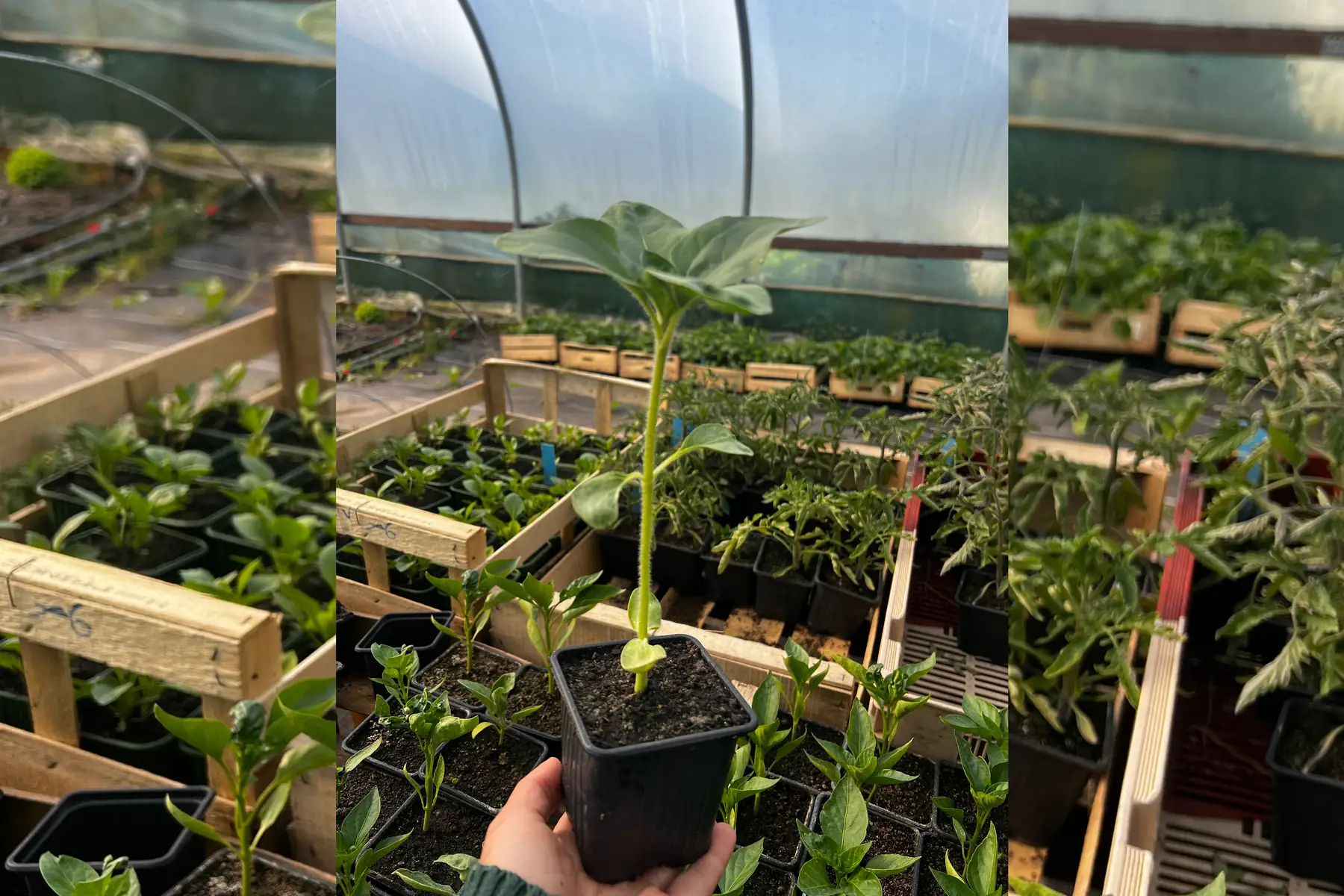 Plant de tournesol