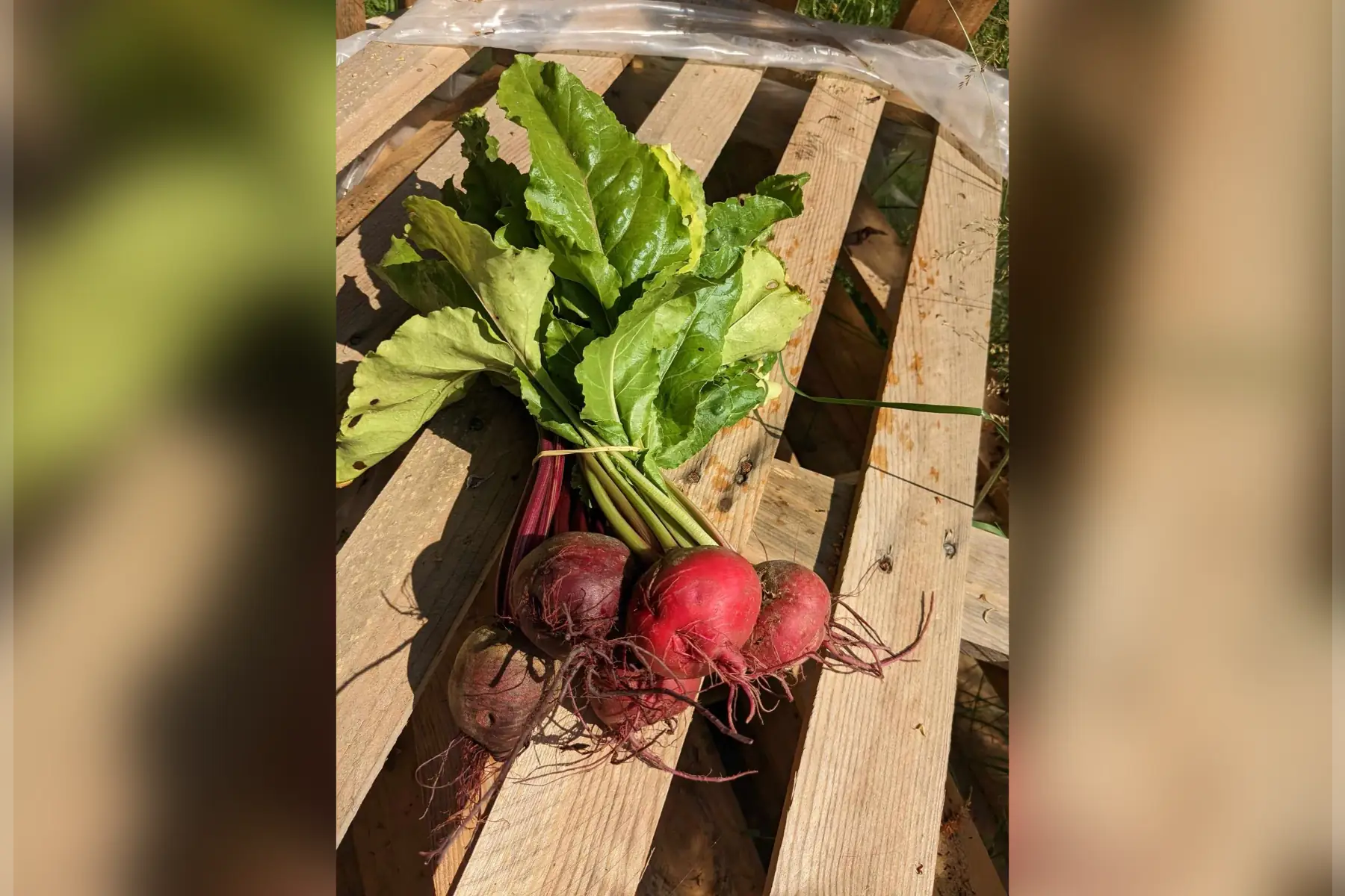 betteraves mix bottes