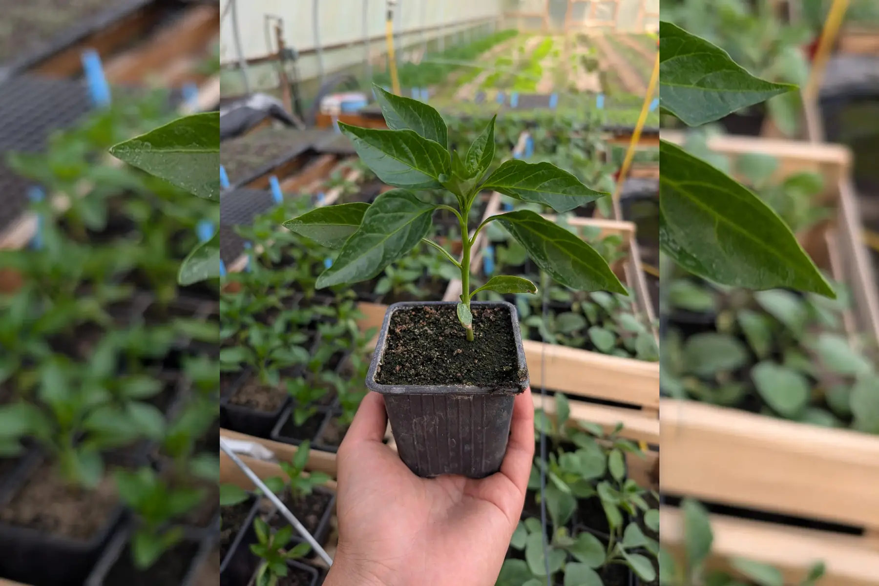 Plant de poivron