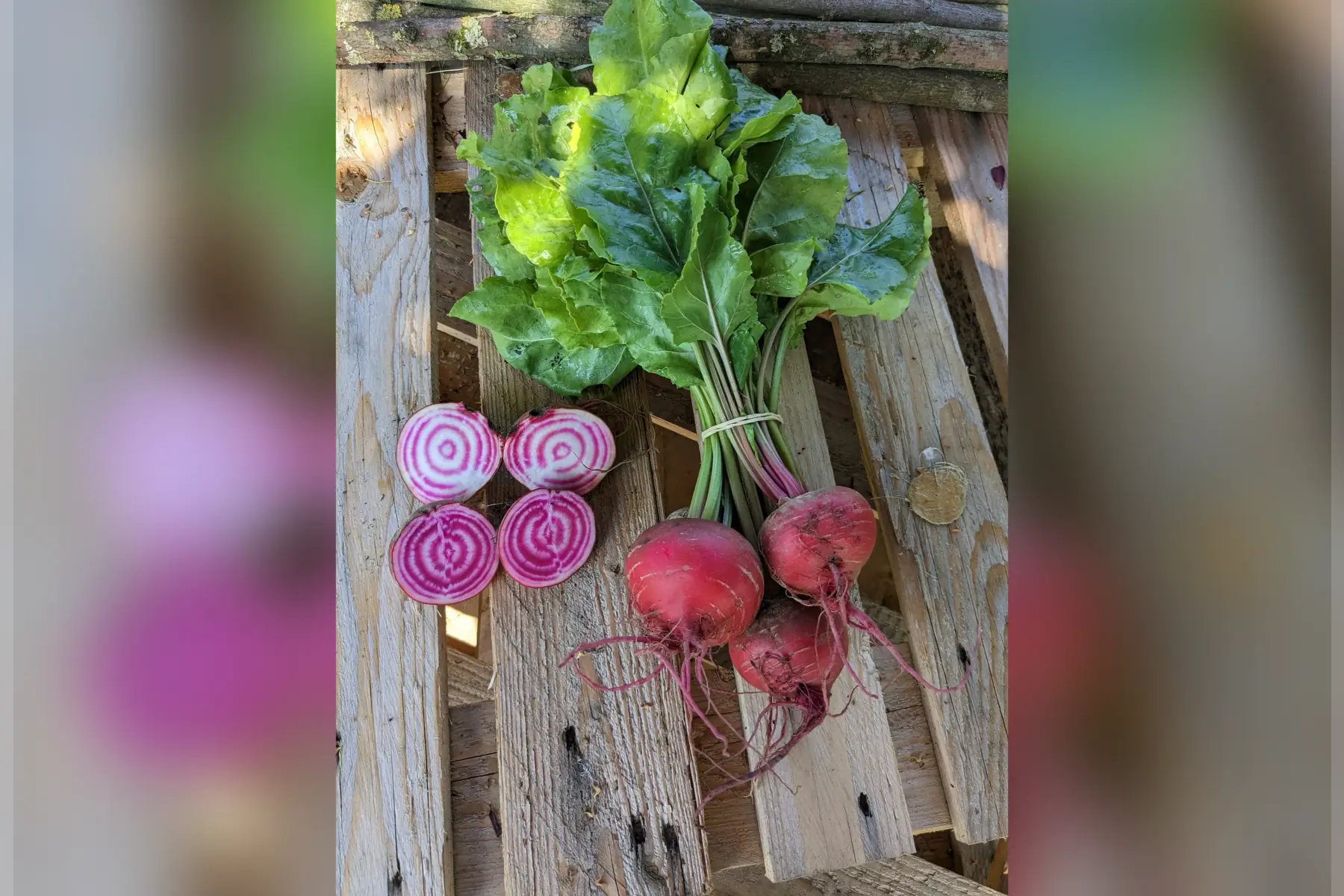 betterave chioggia botte