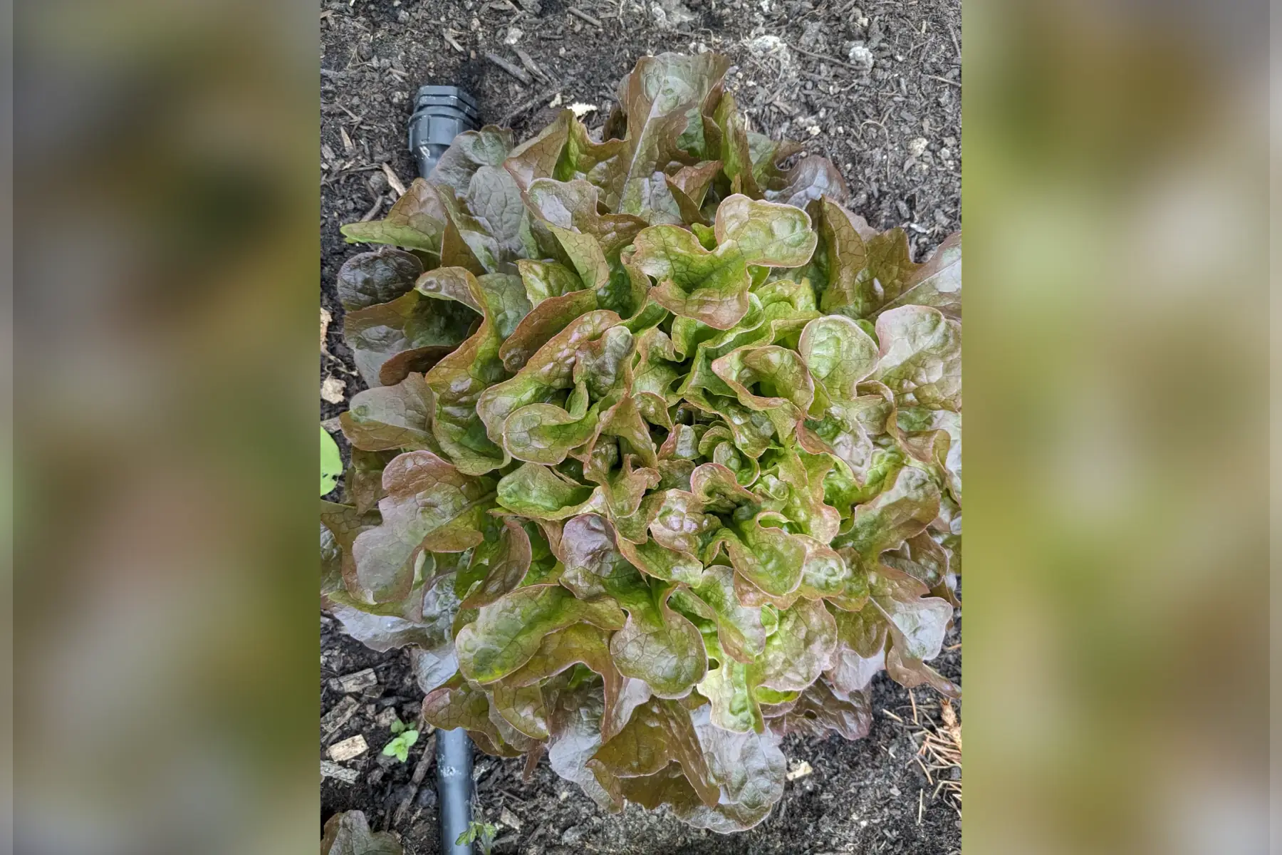 laitue feuille de chêne rouge