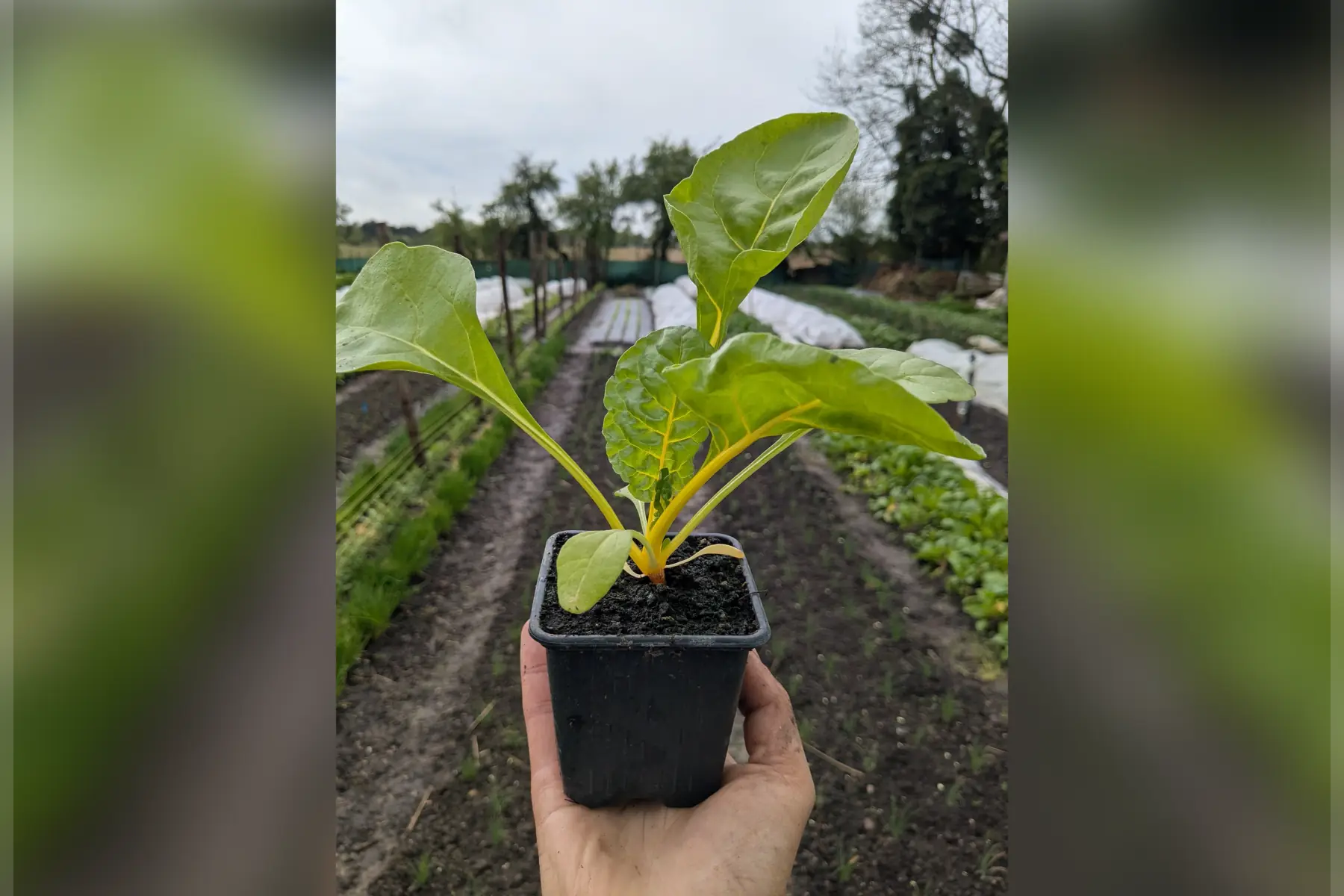 Plant de blette colorée