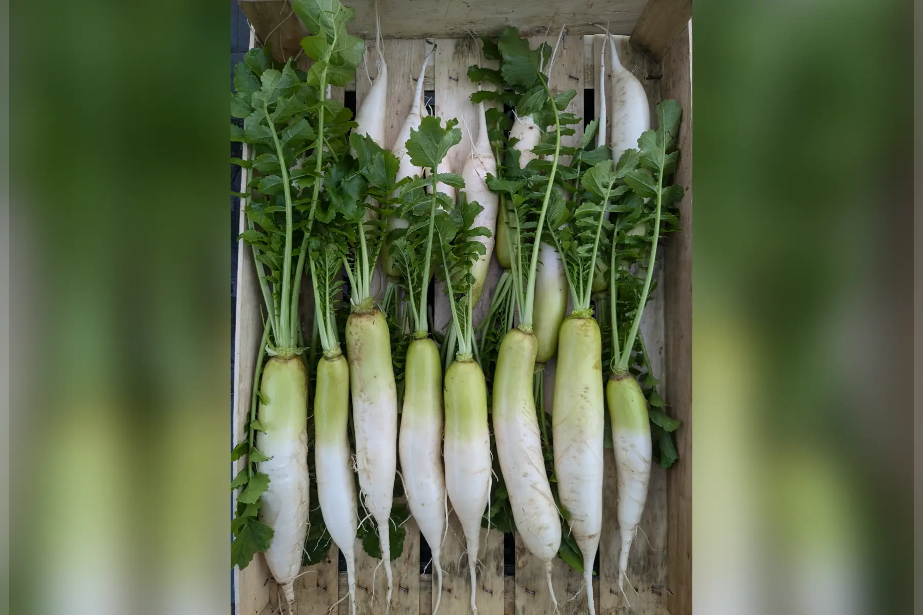 Radis Daikon