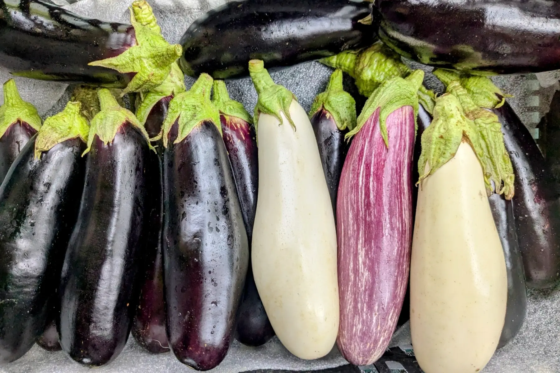 Aubergine
