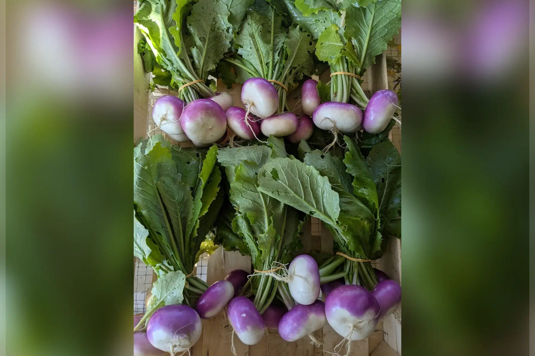 navet violet botte