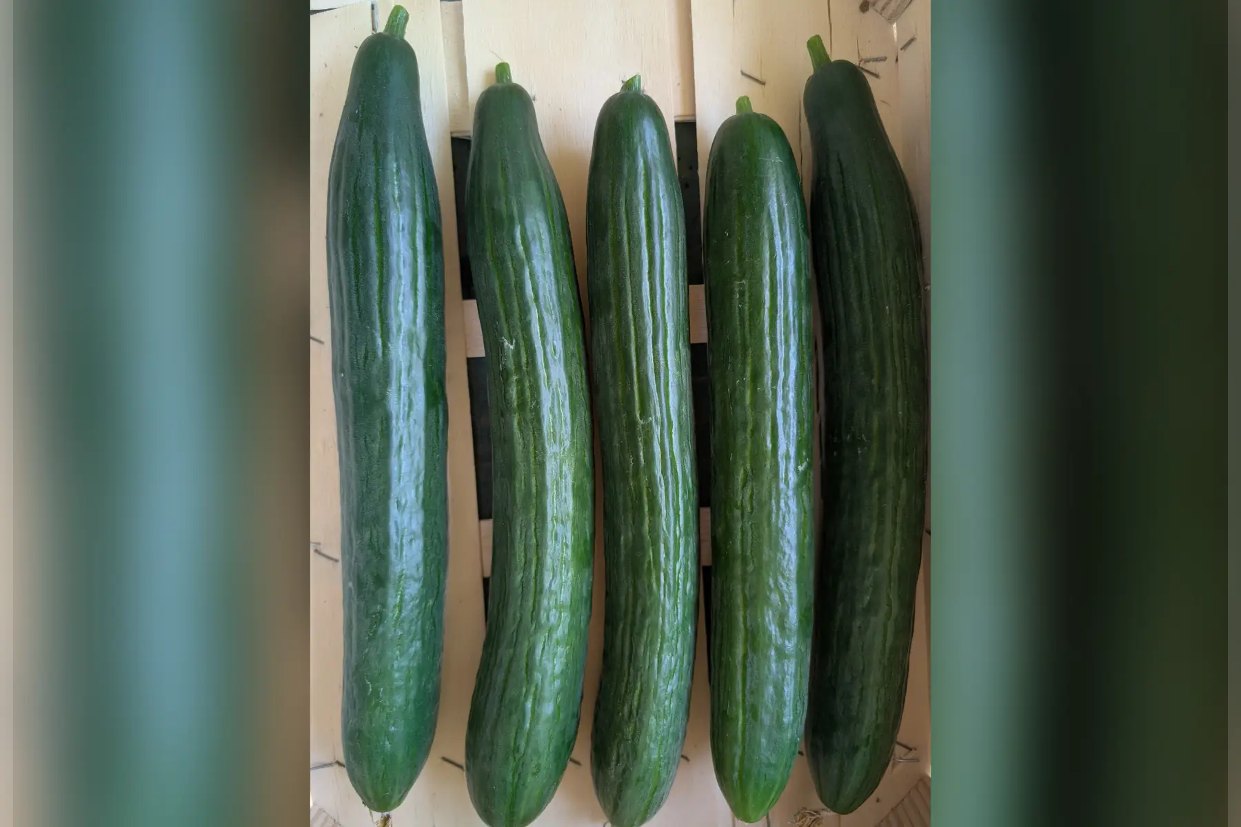 concombre long