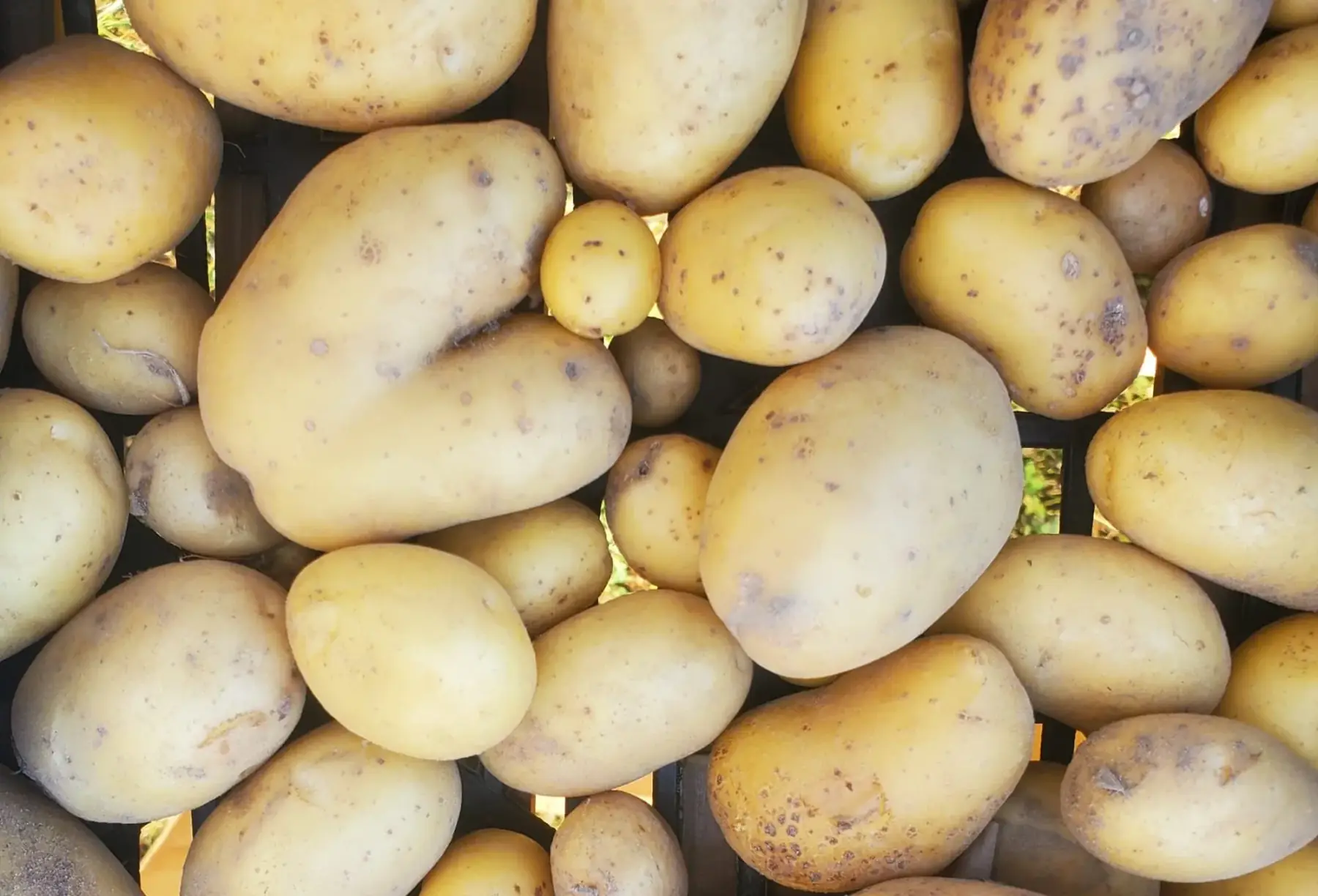 Pomme de terre