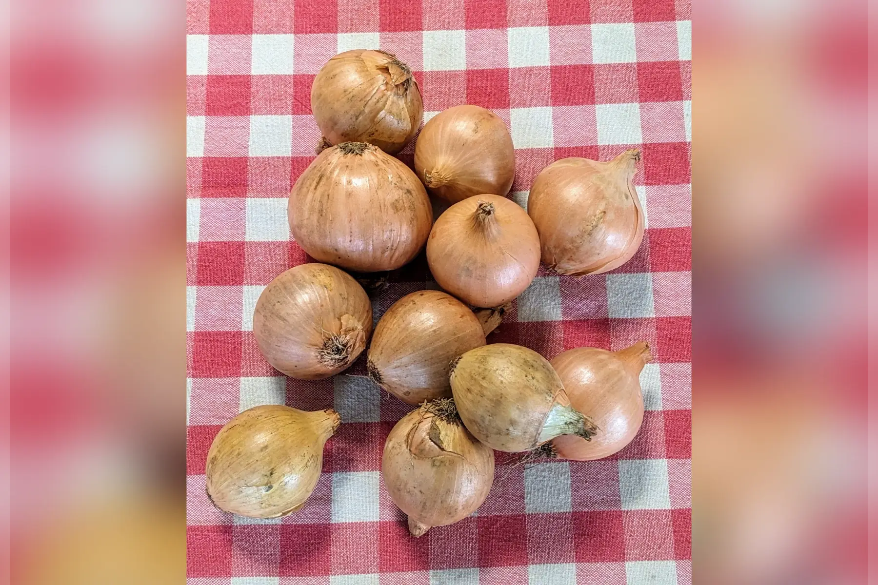 oignon