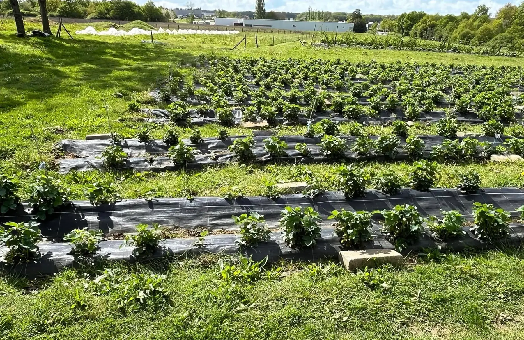 castel renaudais insertion