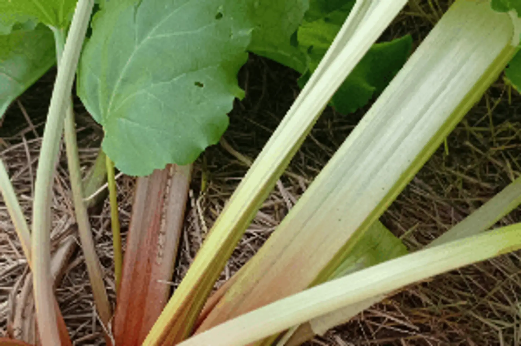 rhubarbe