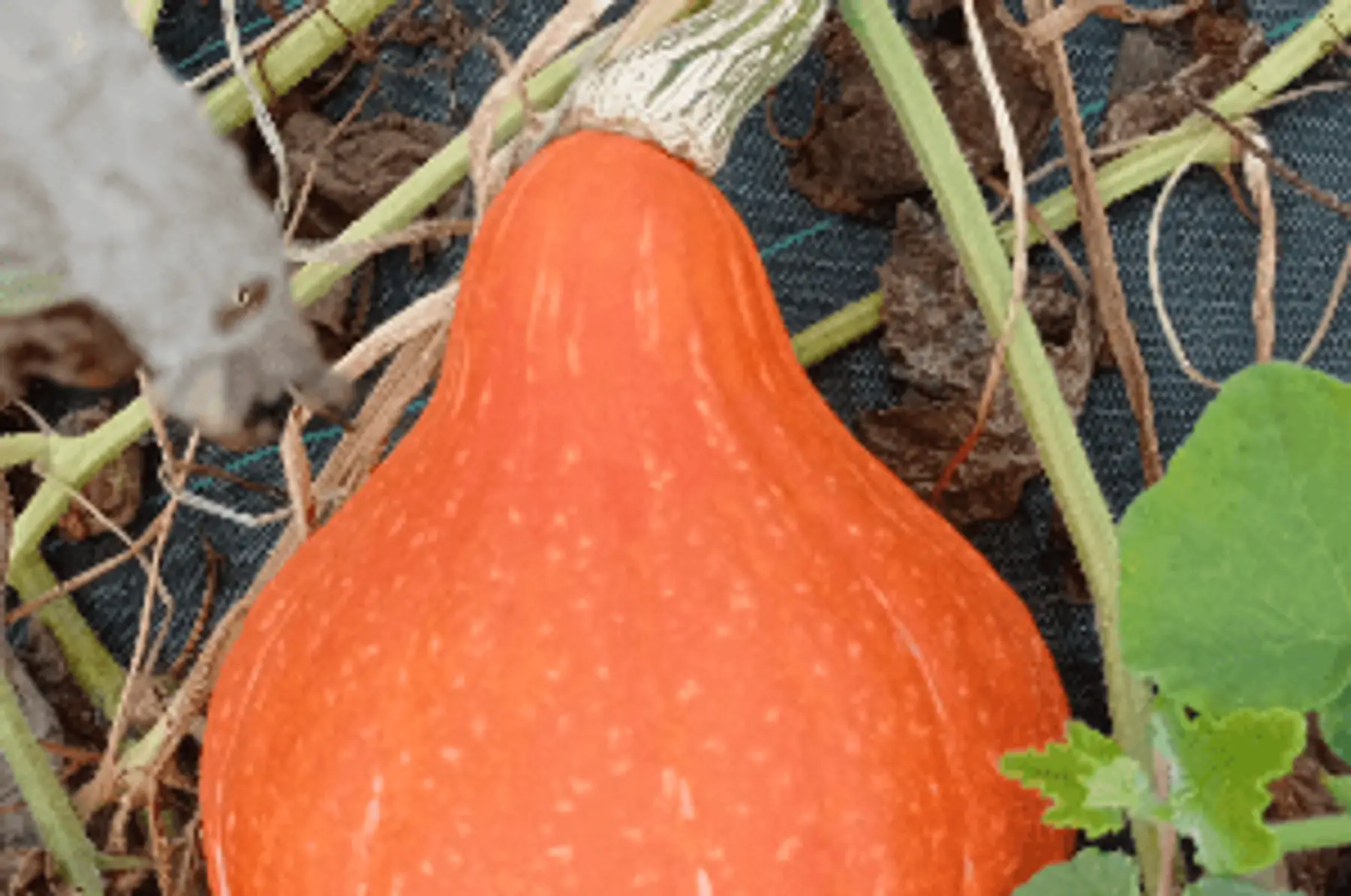 potimarron