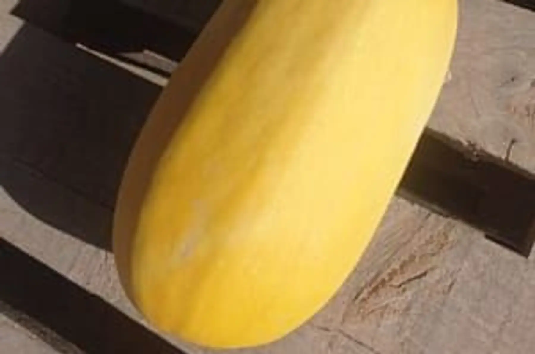 courge spaghetti